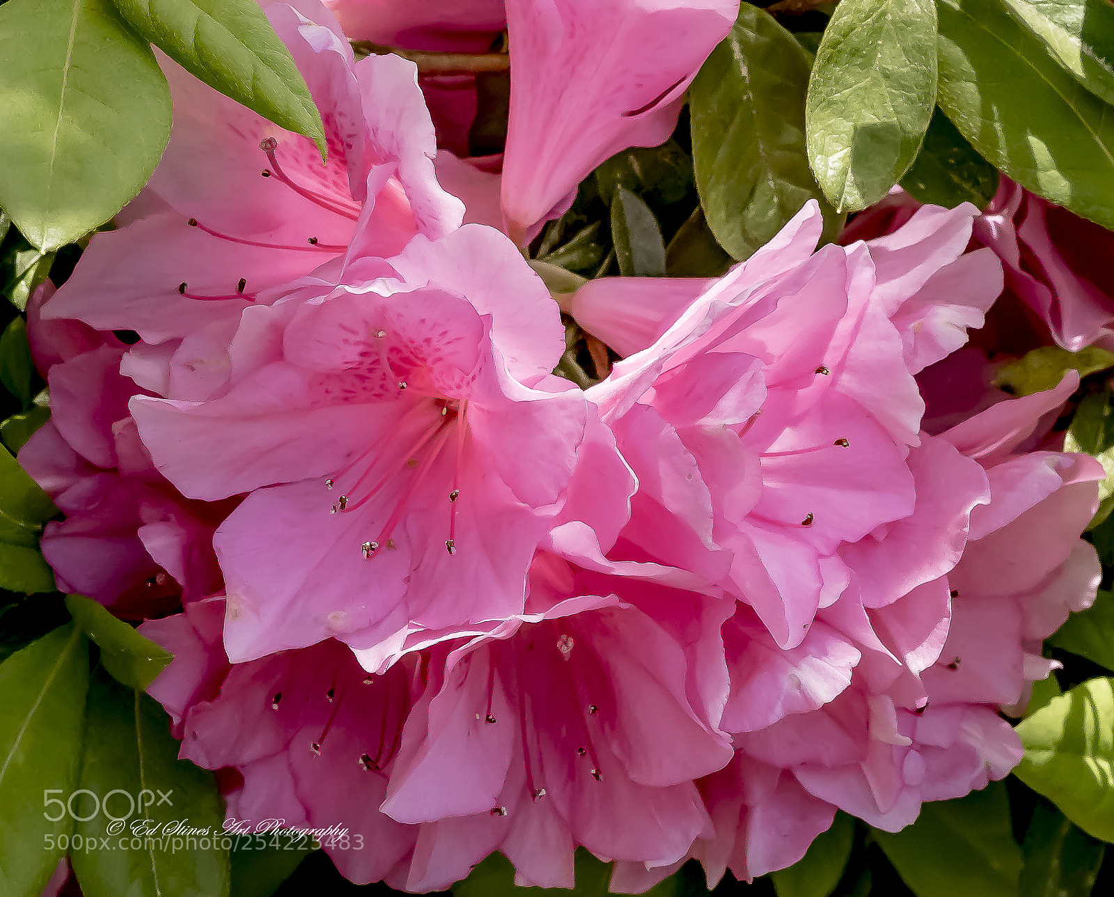 Canon EOS 7D Mark II sample photo. Pink azaleas photography