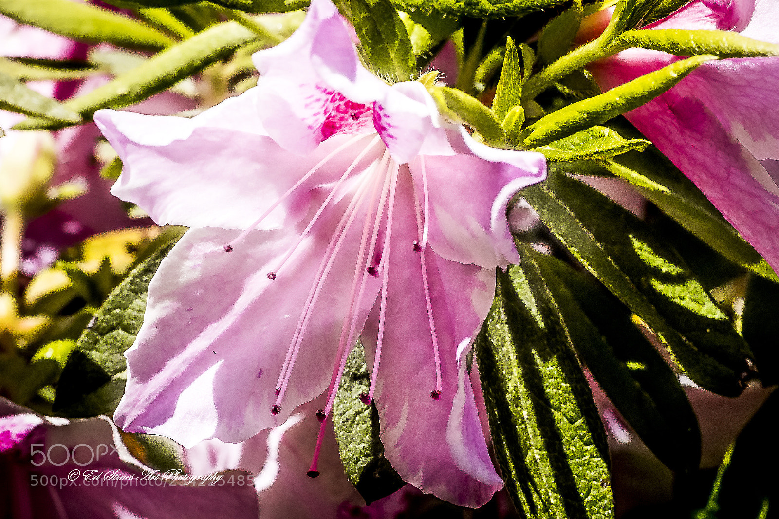 Canon EOS 7D Mark II sample photo. Pink singles photography