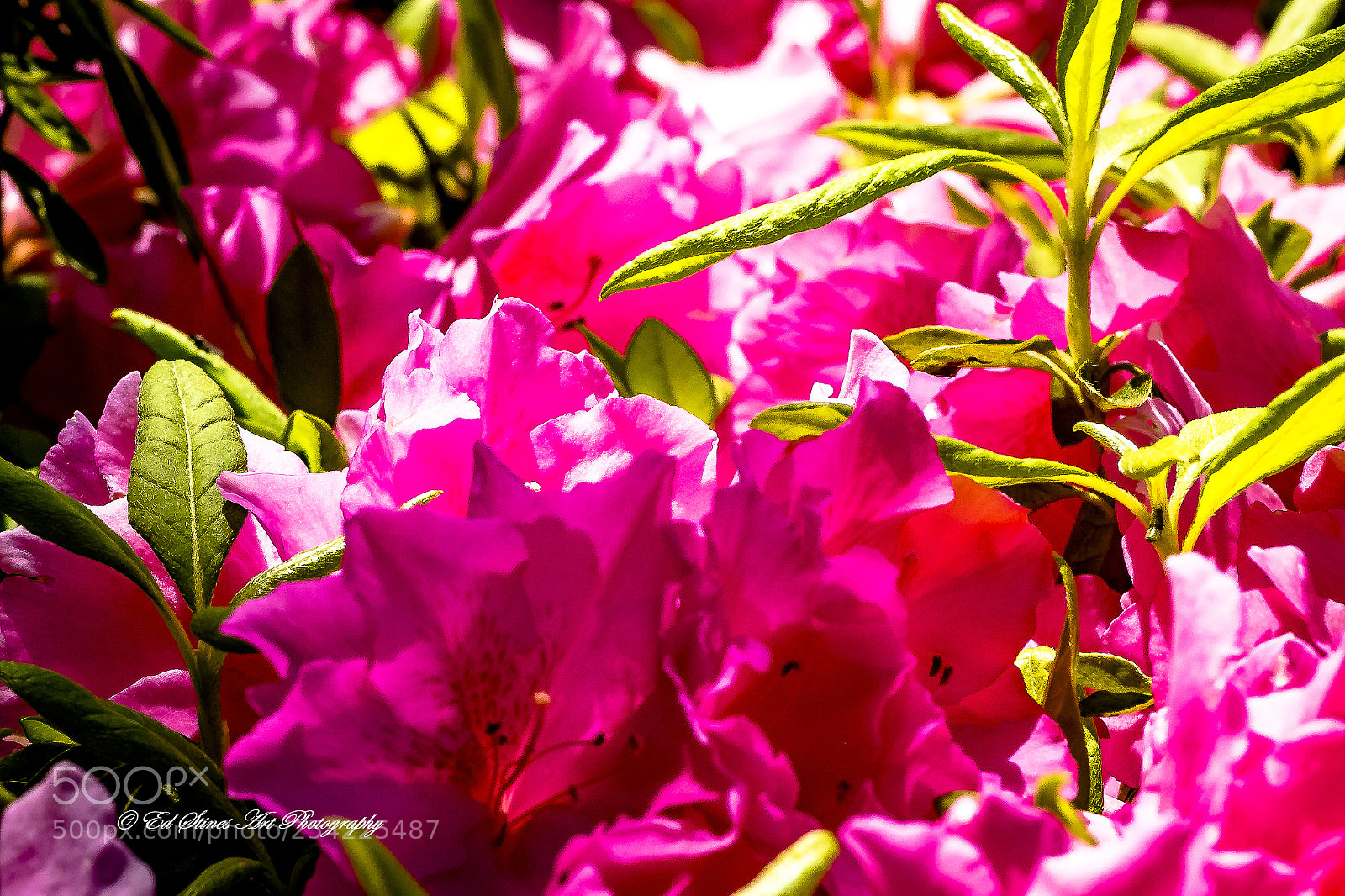 Canon EOS 7D Mark II sample photo. Pink photography