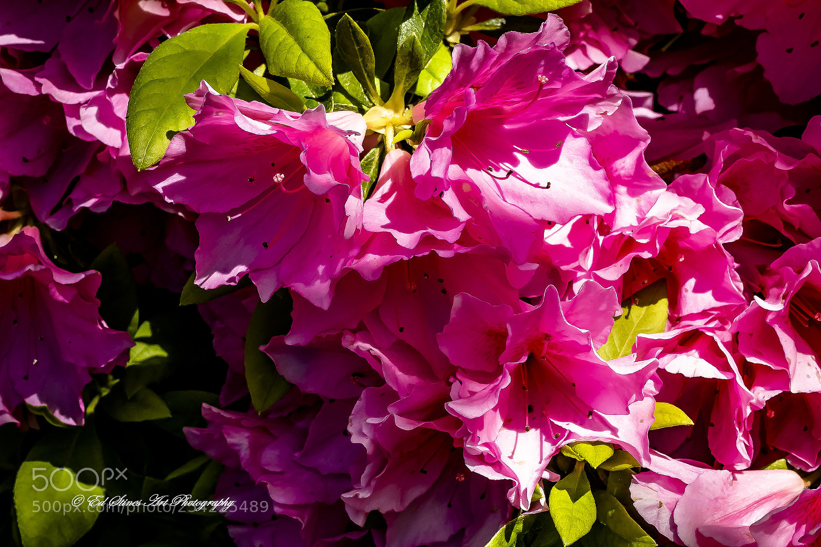 Canon EOS 7D Mark II sample photo. Lots of pink photography