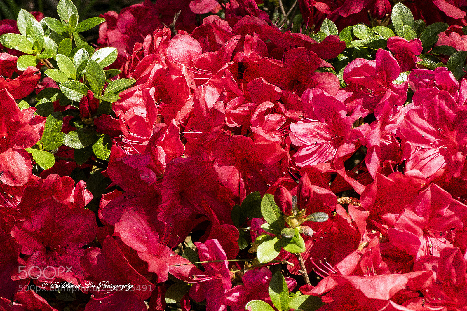 Canon EOS 7D Mark II sample photo. Red, red azaleas photography