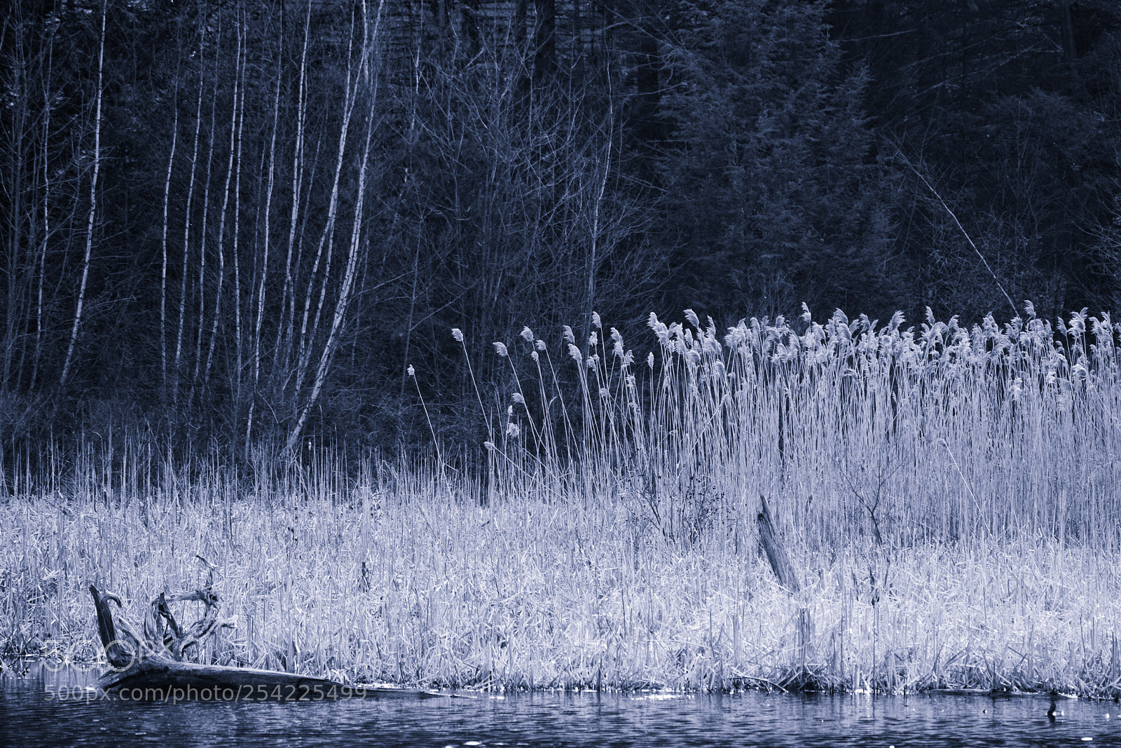 Nikon D3300 sample photo. Back of the pond photography