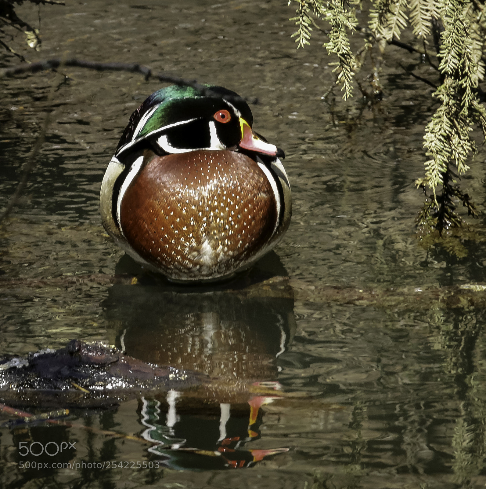 Canon EOS 750D (EOS Rebel T6i / EOS Kiss X8i) sample photo. Wood duck portrait photography