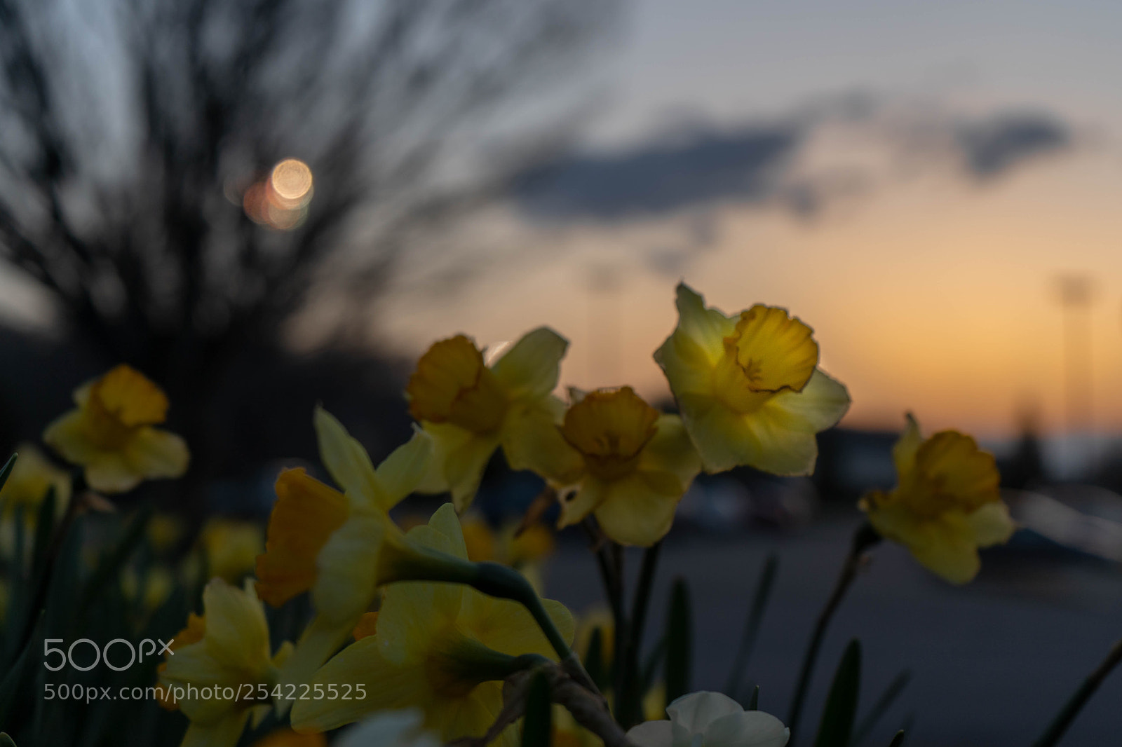Sony a7 III sample photo. Flower photography