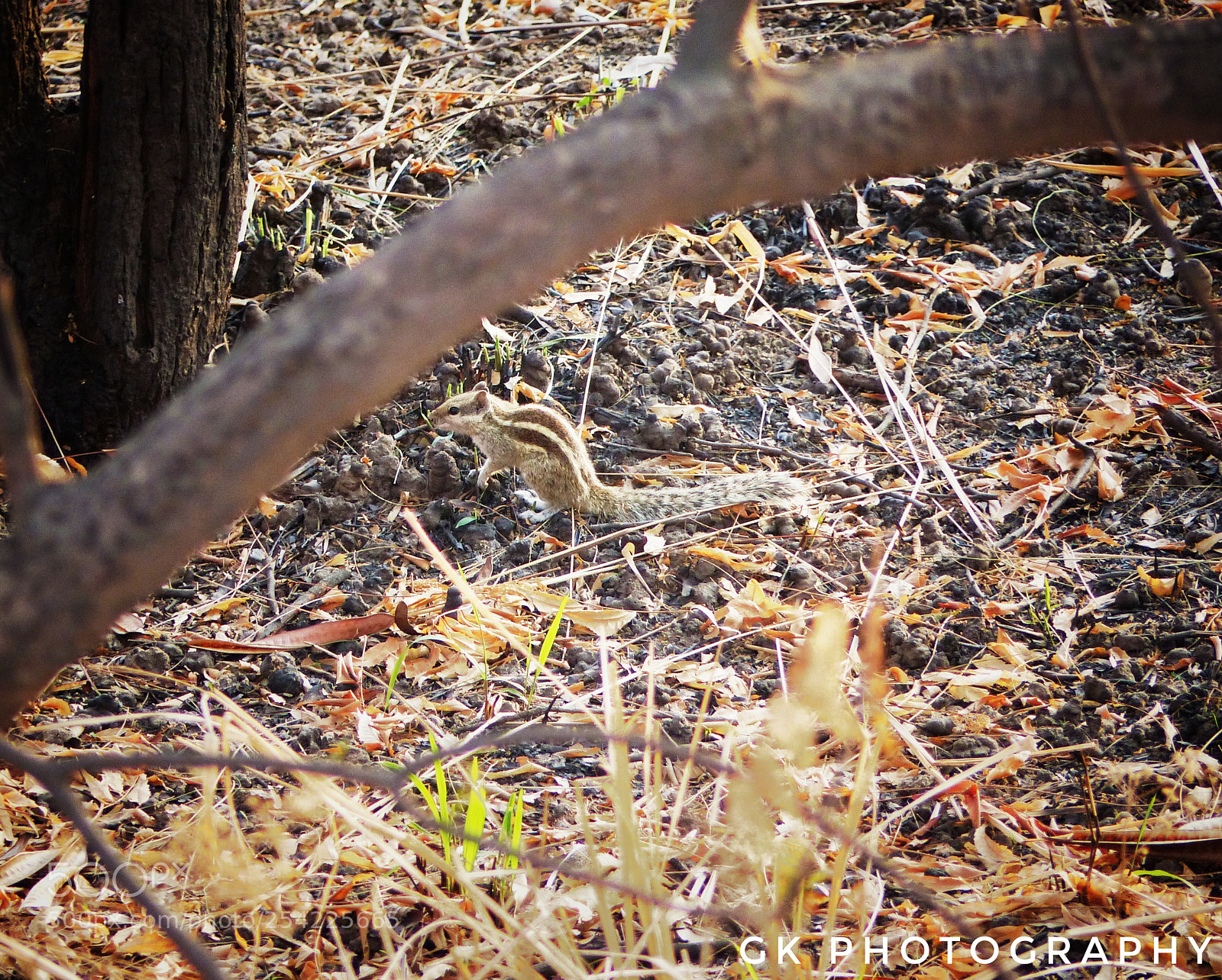 Panasonic Lumix DMC-FZ200 sample photo. Squirrel photography