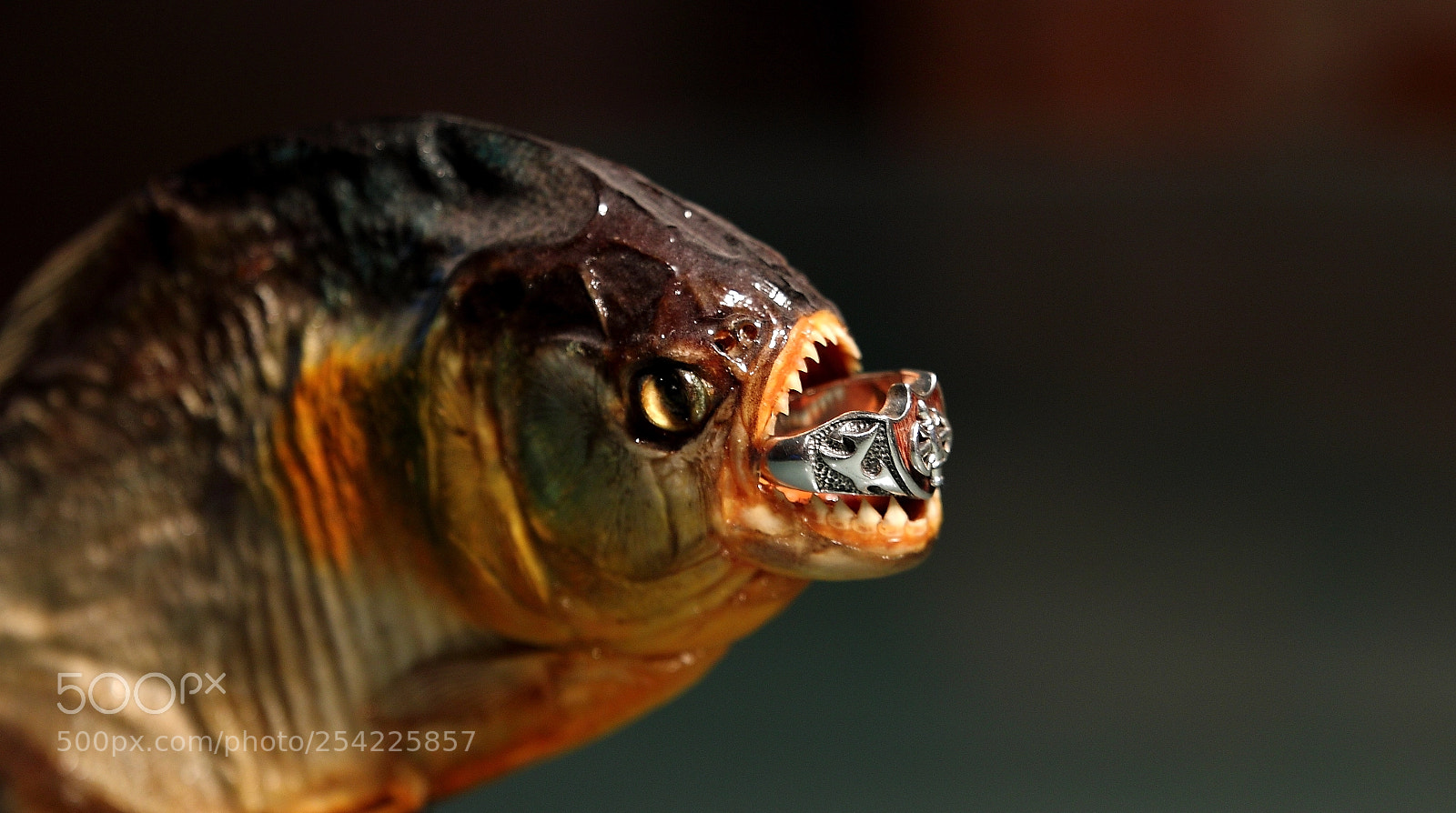 Canon EOS 70D sample photo. The amazon's lost and photography
