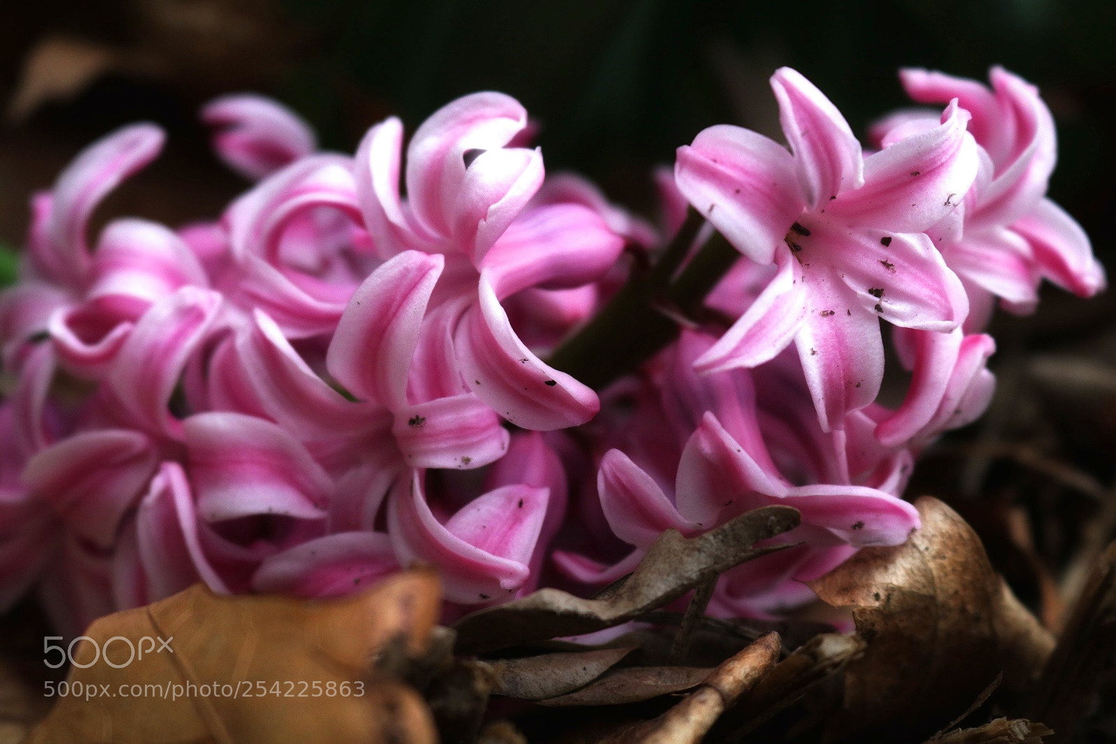 Canon EOS 750D (EOS Rebel T6i / EOS Kiss X8i) sample photo. Fallen beauty photography