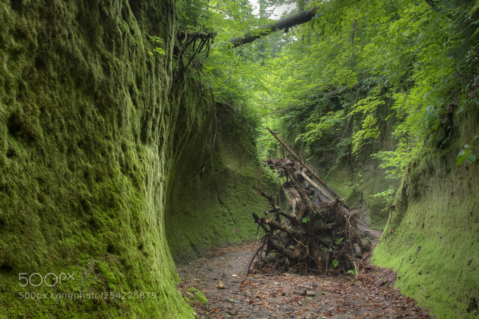 Canon EOS 550D (EOS Rebel T2i / EOS Kiss X4) sample photo. Cave moss photography