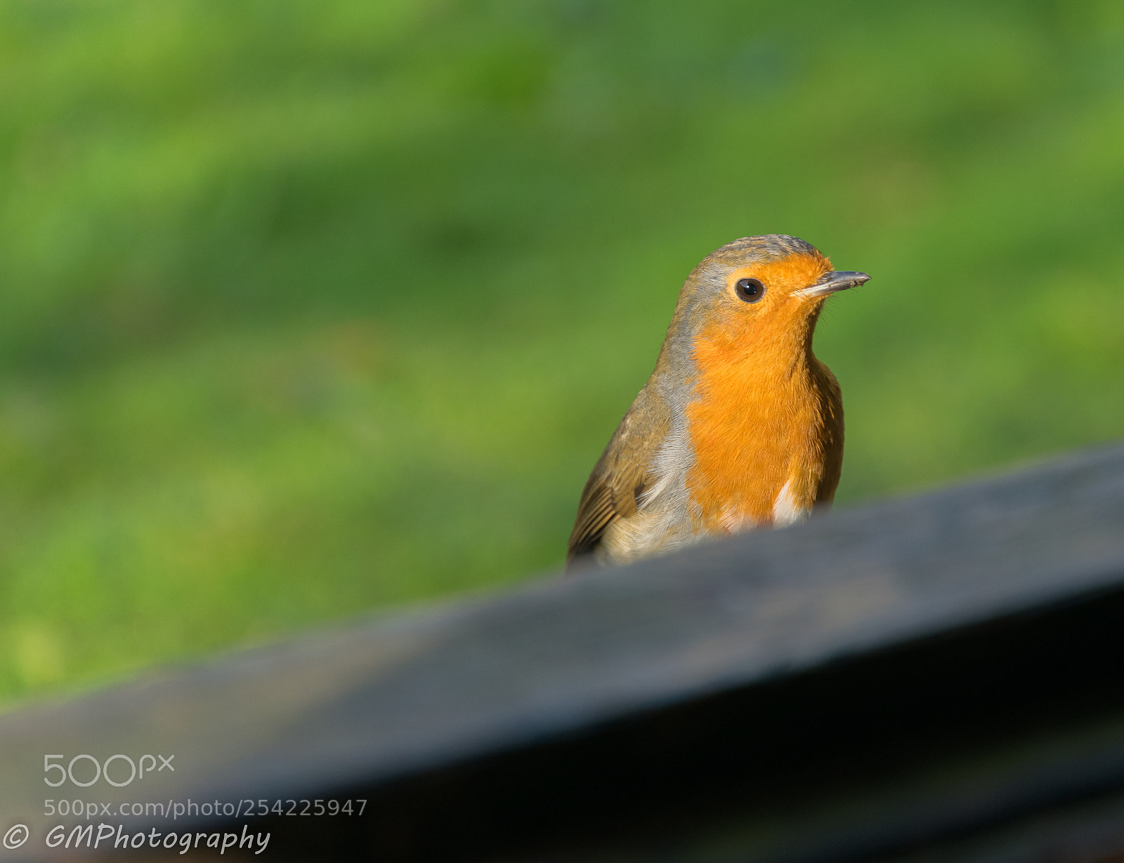 Nikon D3300 sample photo. He's watching me photography