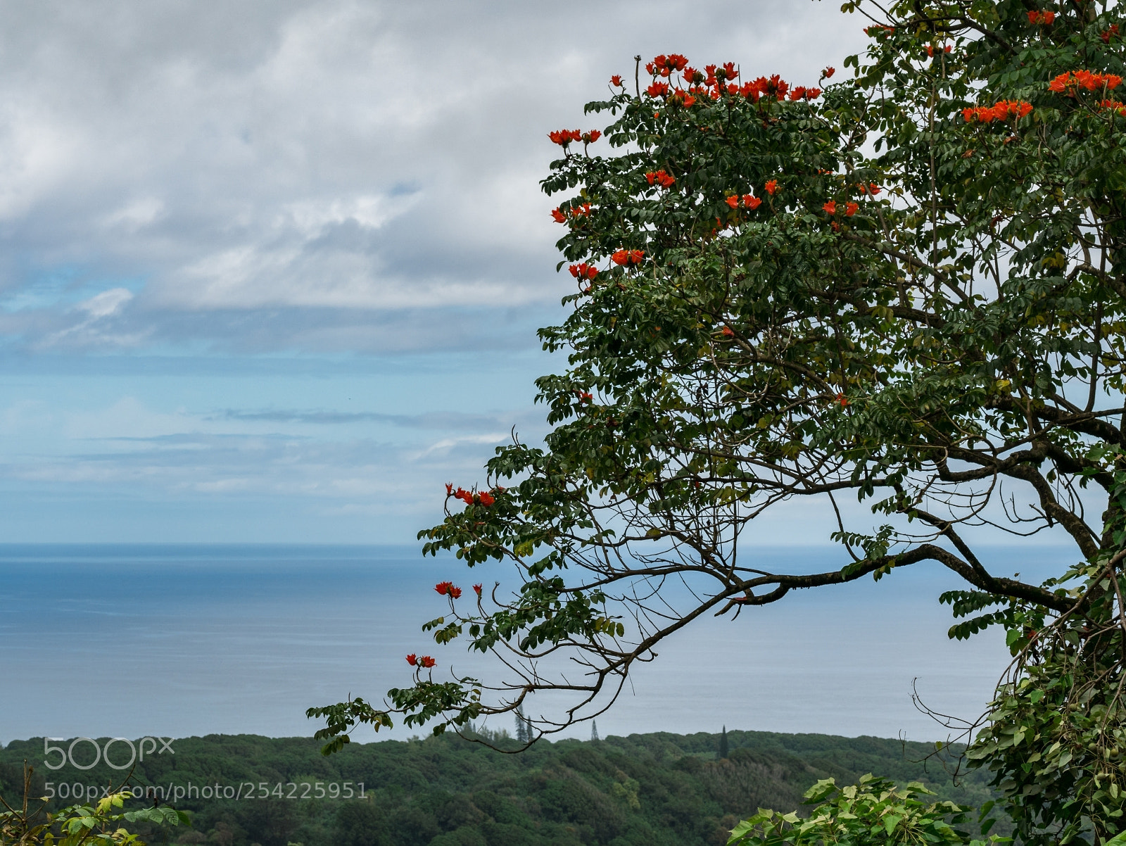 Panasonic Lumix DMC-G85 (Lumix DMC-G80) sample photo. Hawaiian tree over the photography