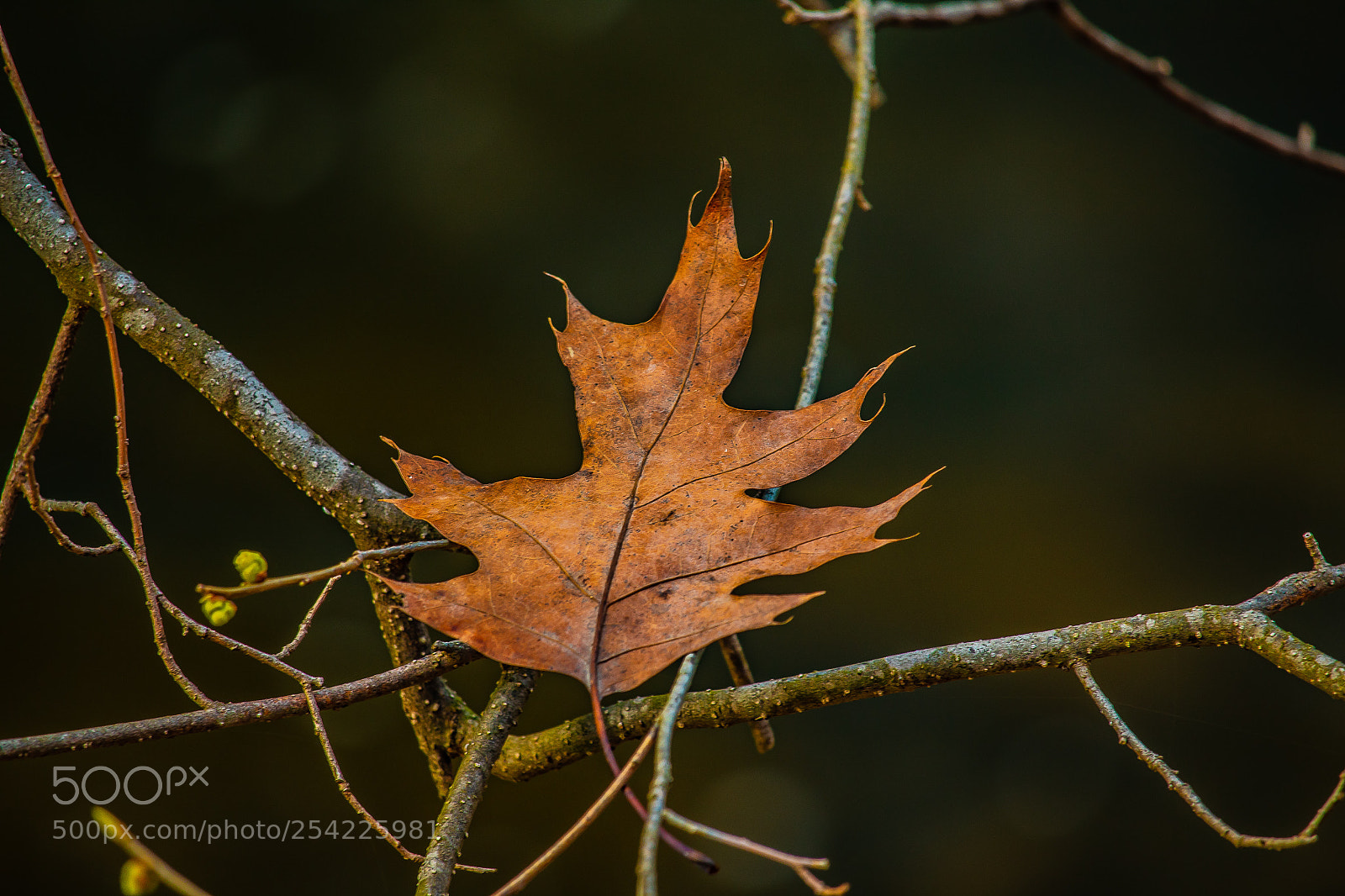 Canon EOS 1300D (EOS Rebel T6 / EOS Kiss X80) sample photo. Leaf photography