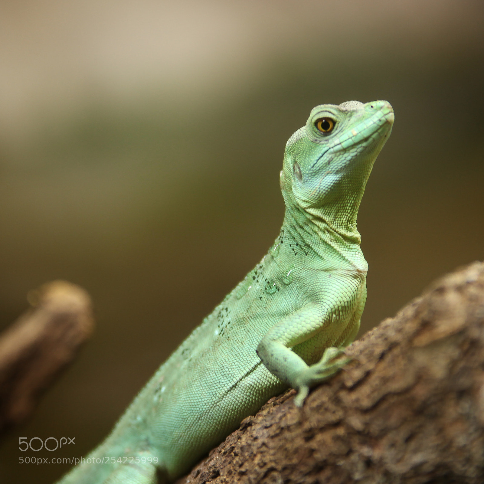 Canon EOS 5D Mark II sample photo. Lizard photography