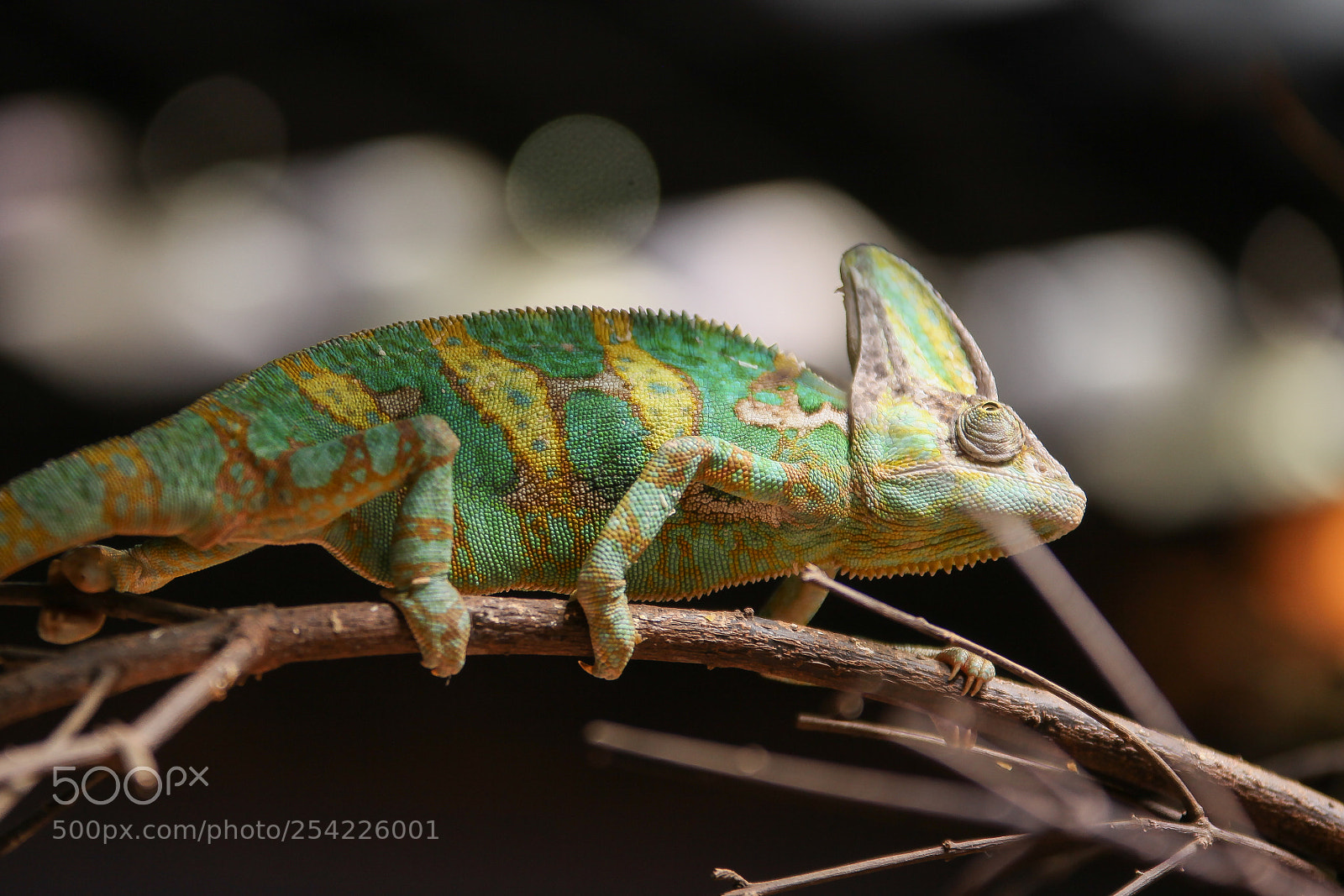 Canon EOS 5D Mark II sample photo. Chameleon photography
