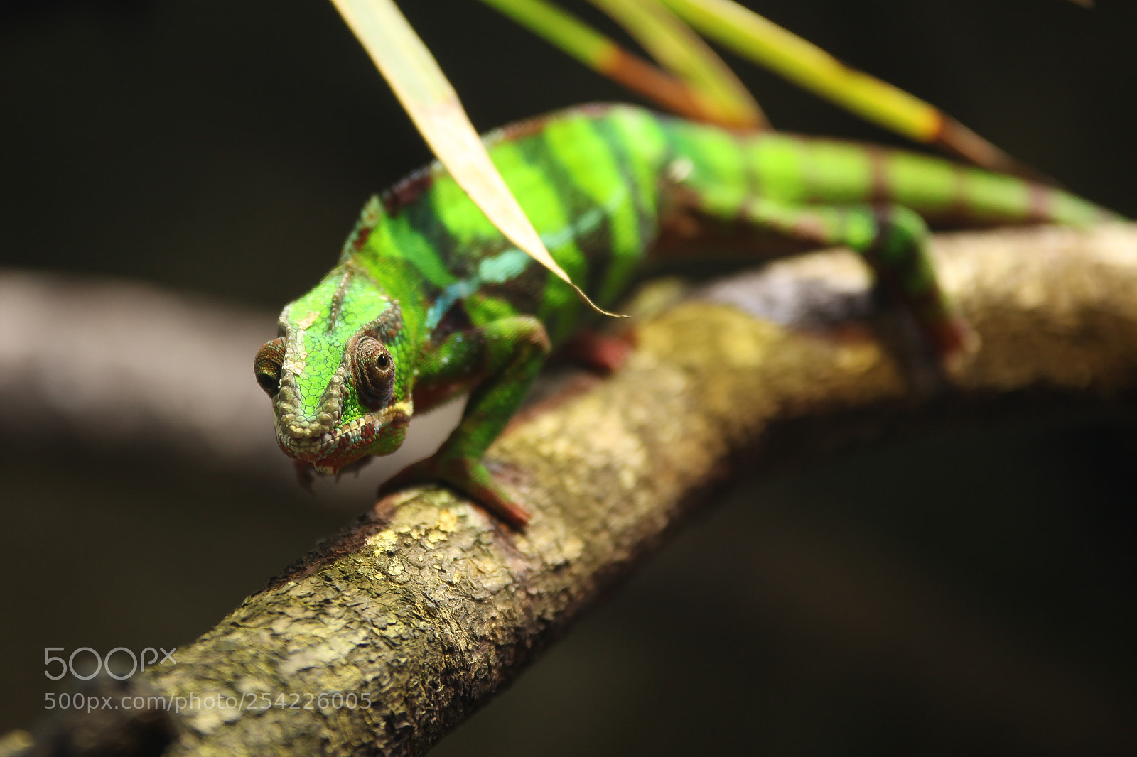 Canon EOS 5D Mark II sample photo. Chameleon photography