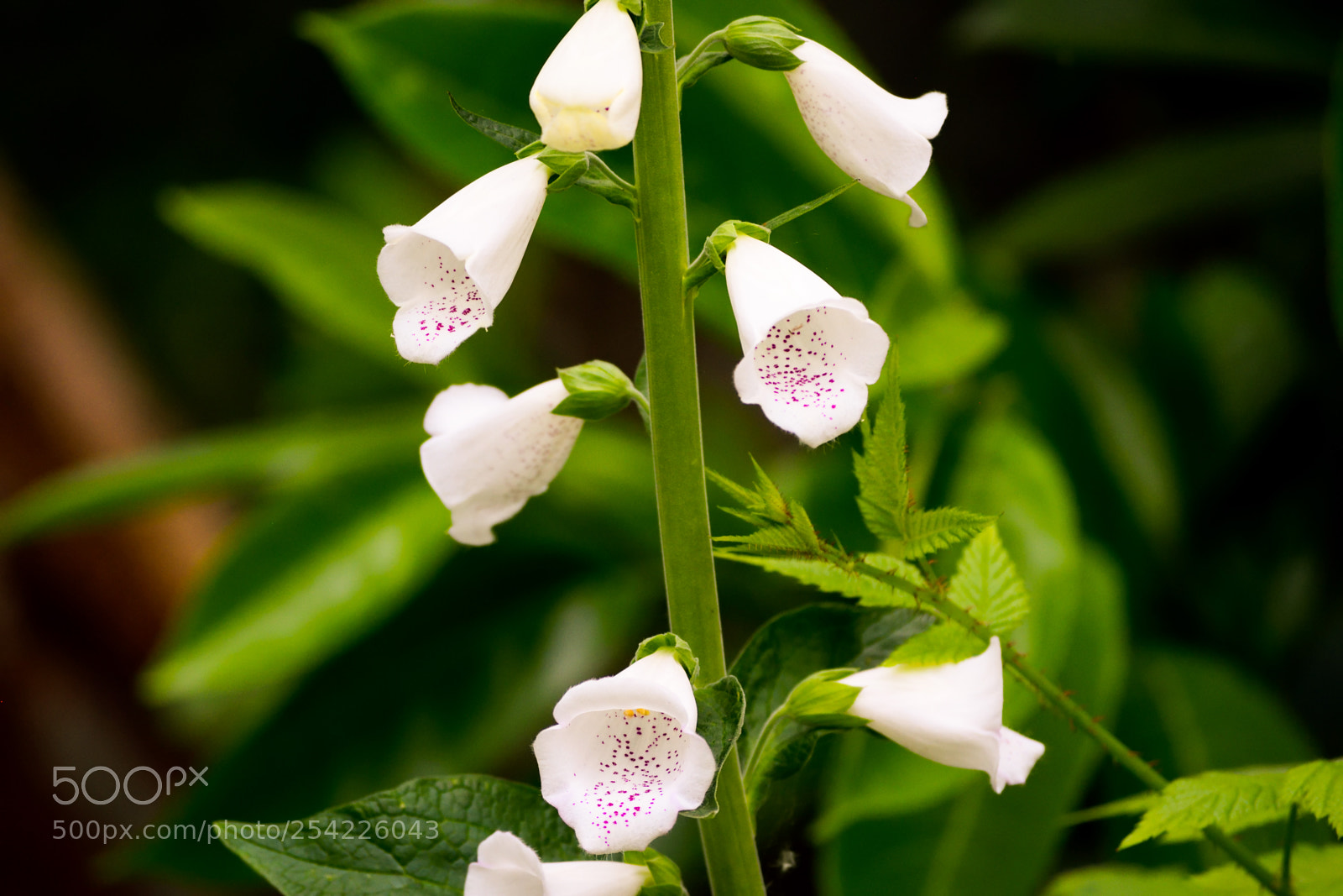 Nikon D3300 sample photo. Flowers in green photography