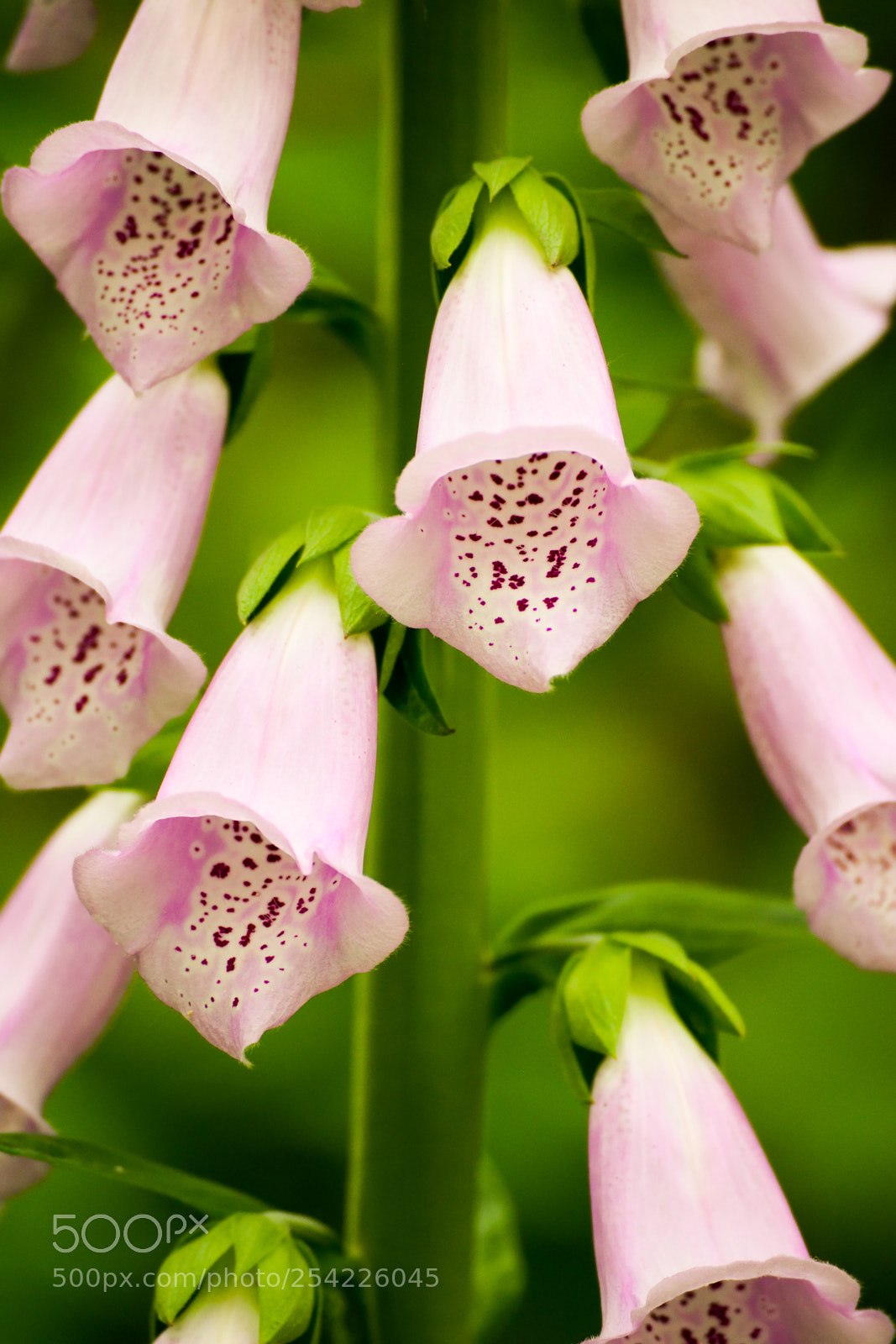 Nikon D3300 sample photo. Pink flowers close-up photography