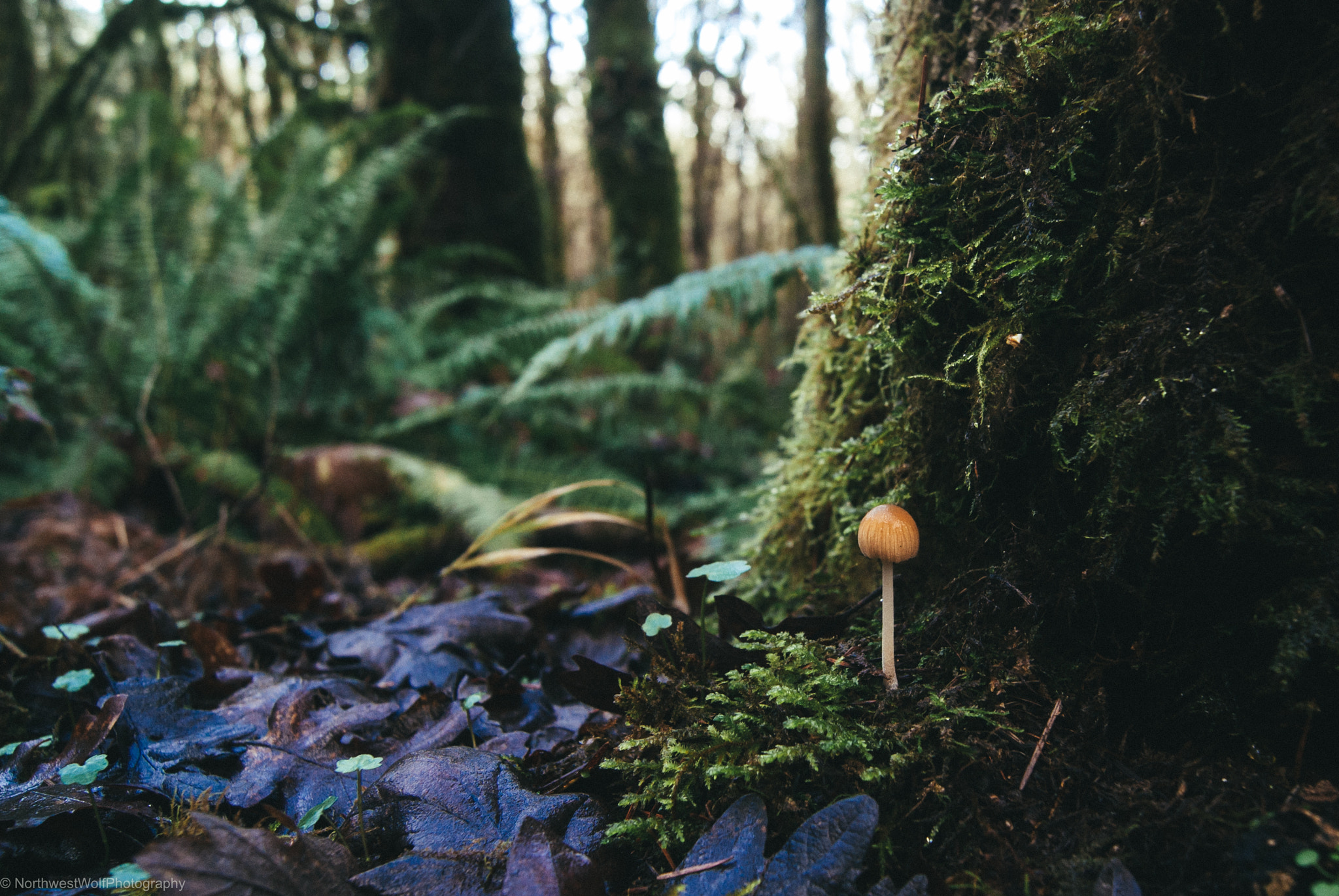Sony Alpha DSLR-A330 sample photo. Magic mushroom photography