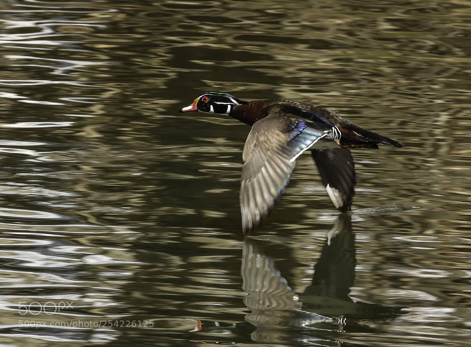 Canon EOS 750D (EOS Rebel T6i / EOS Kiss X8i) sample photo. Wood duck flight photography