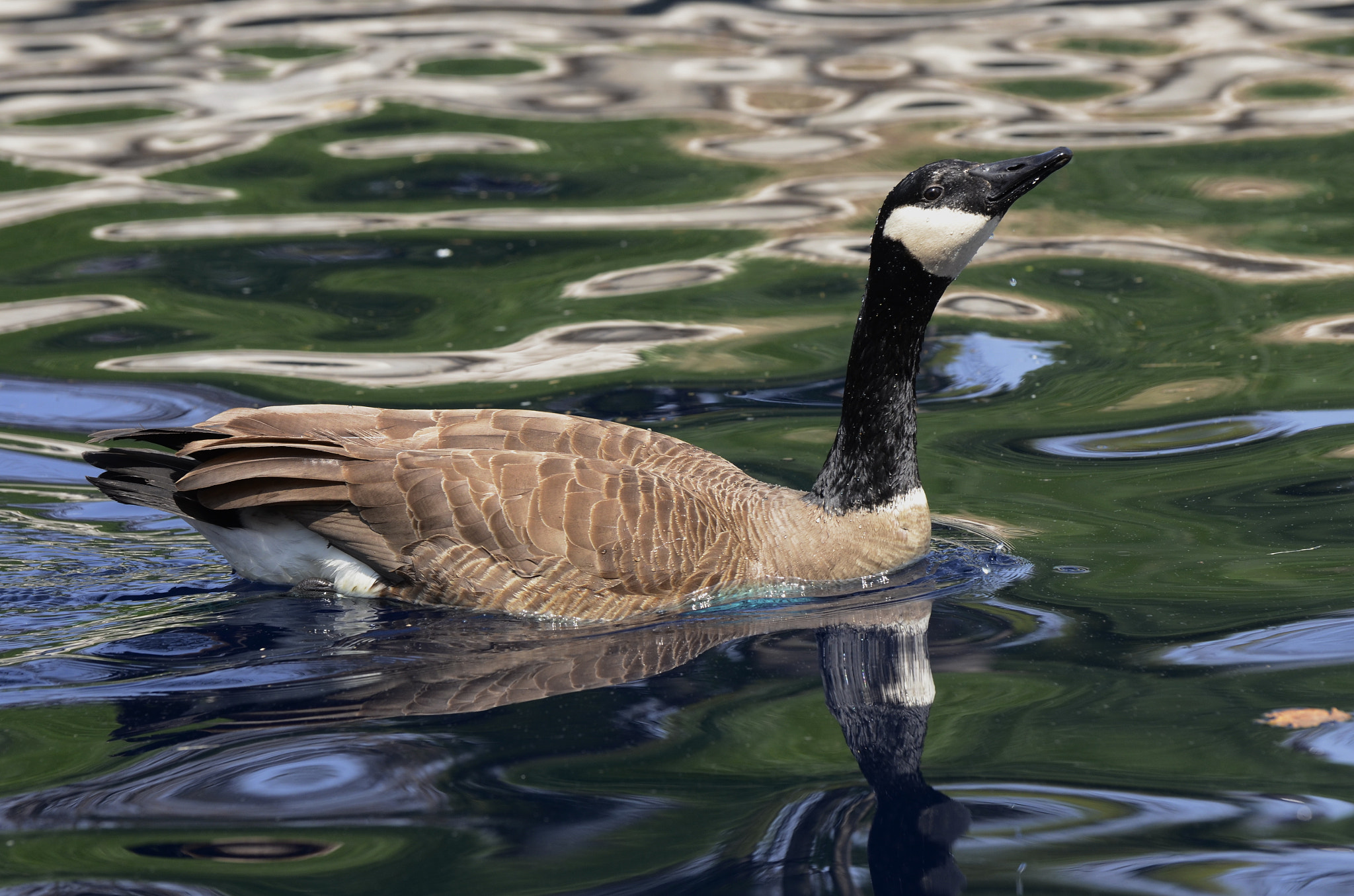 Nikon D7000 sample photo. State museum duck photography