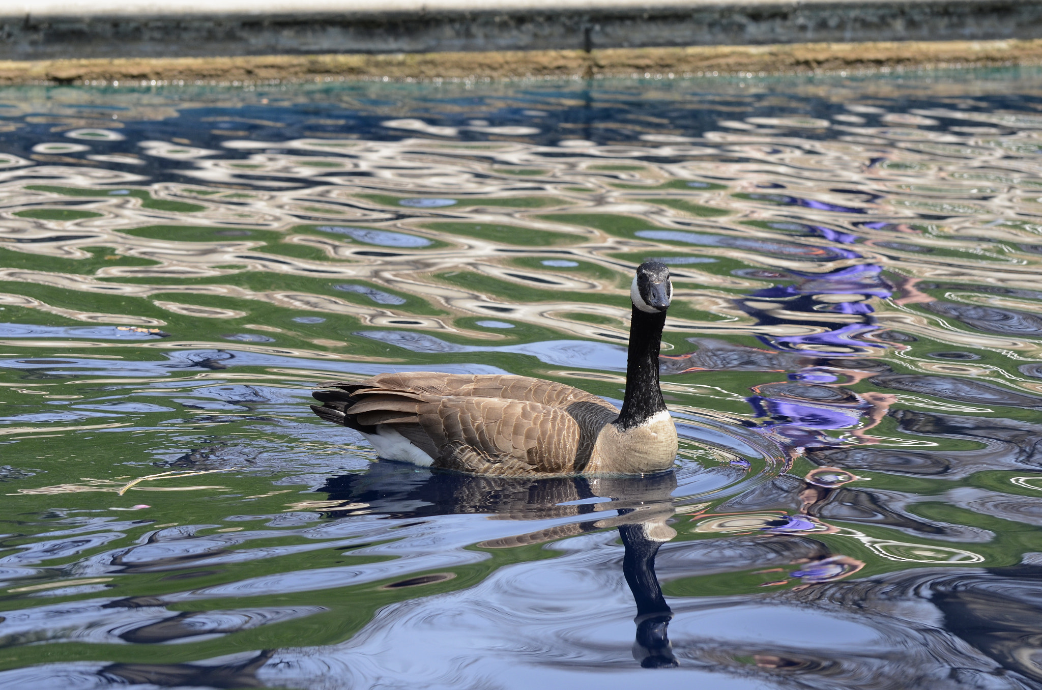 Nikon D7000 sample photo. Canal duck photography