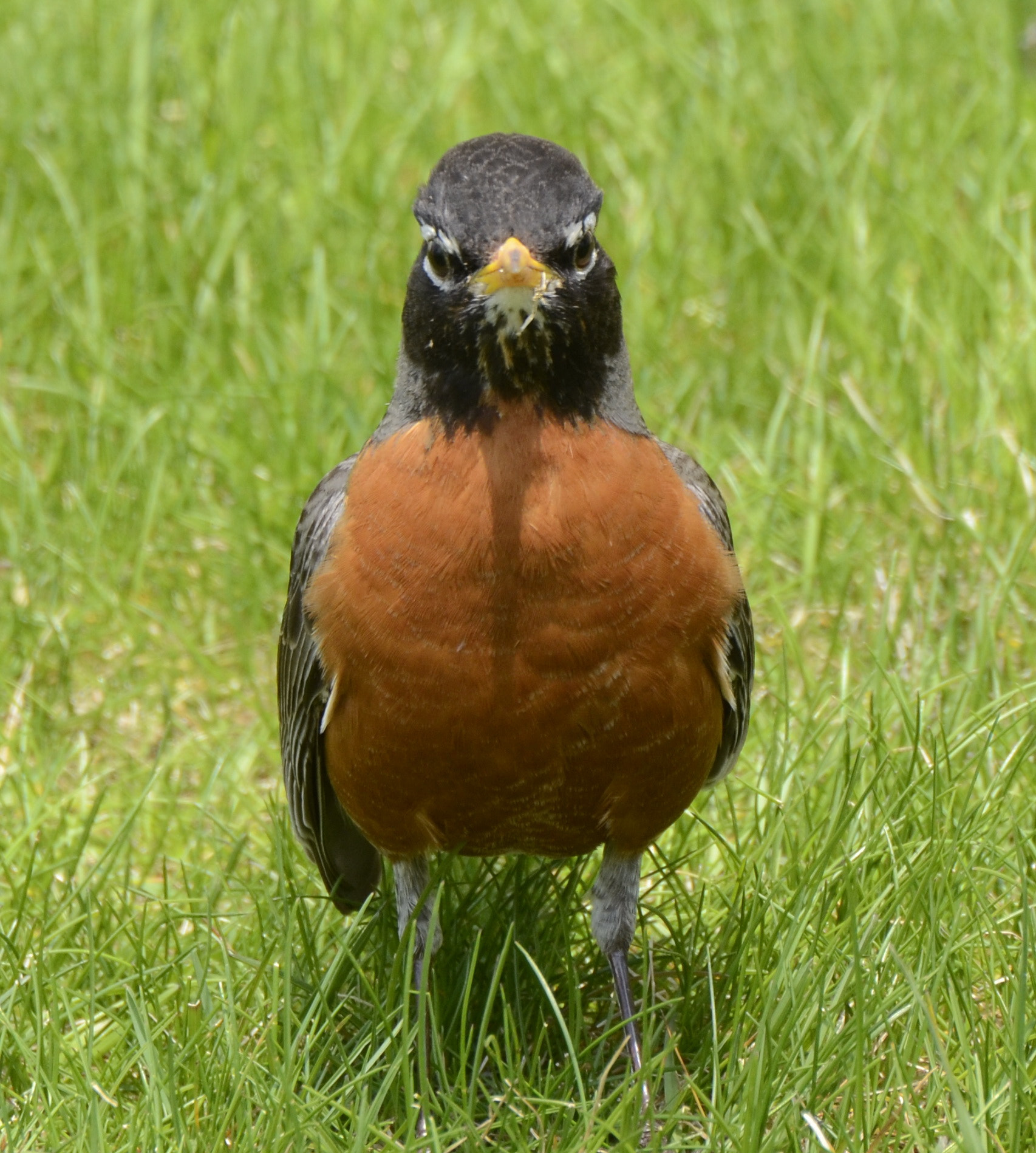 Nikon D7000 sample photo. Angry bird photography