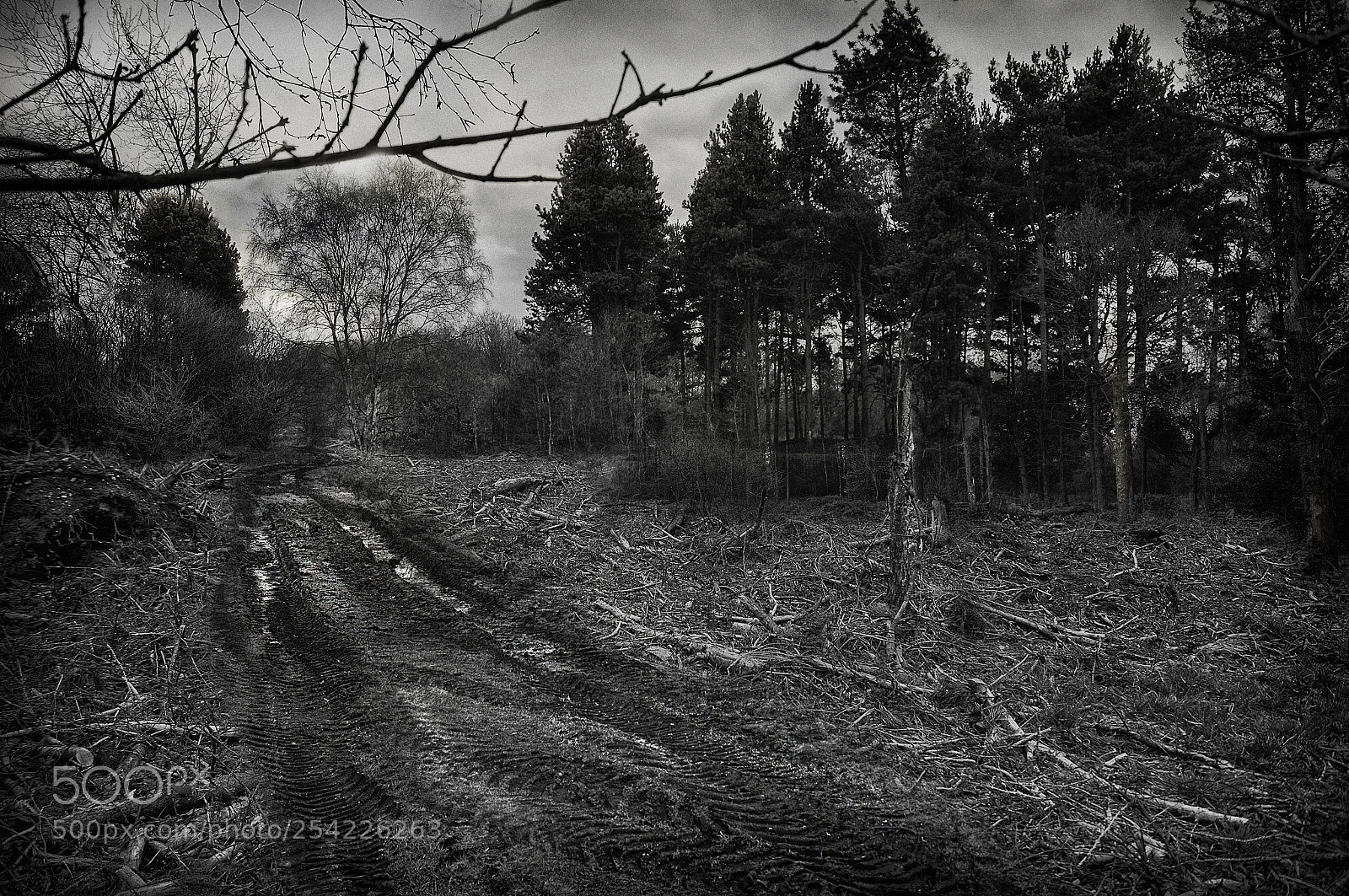 Sony SLT-A37 sample photo. Pathway to mass destruction photography