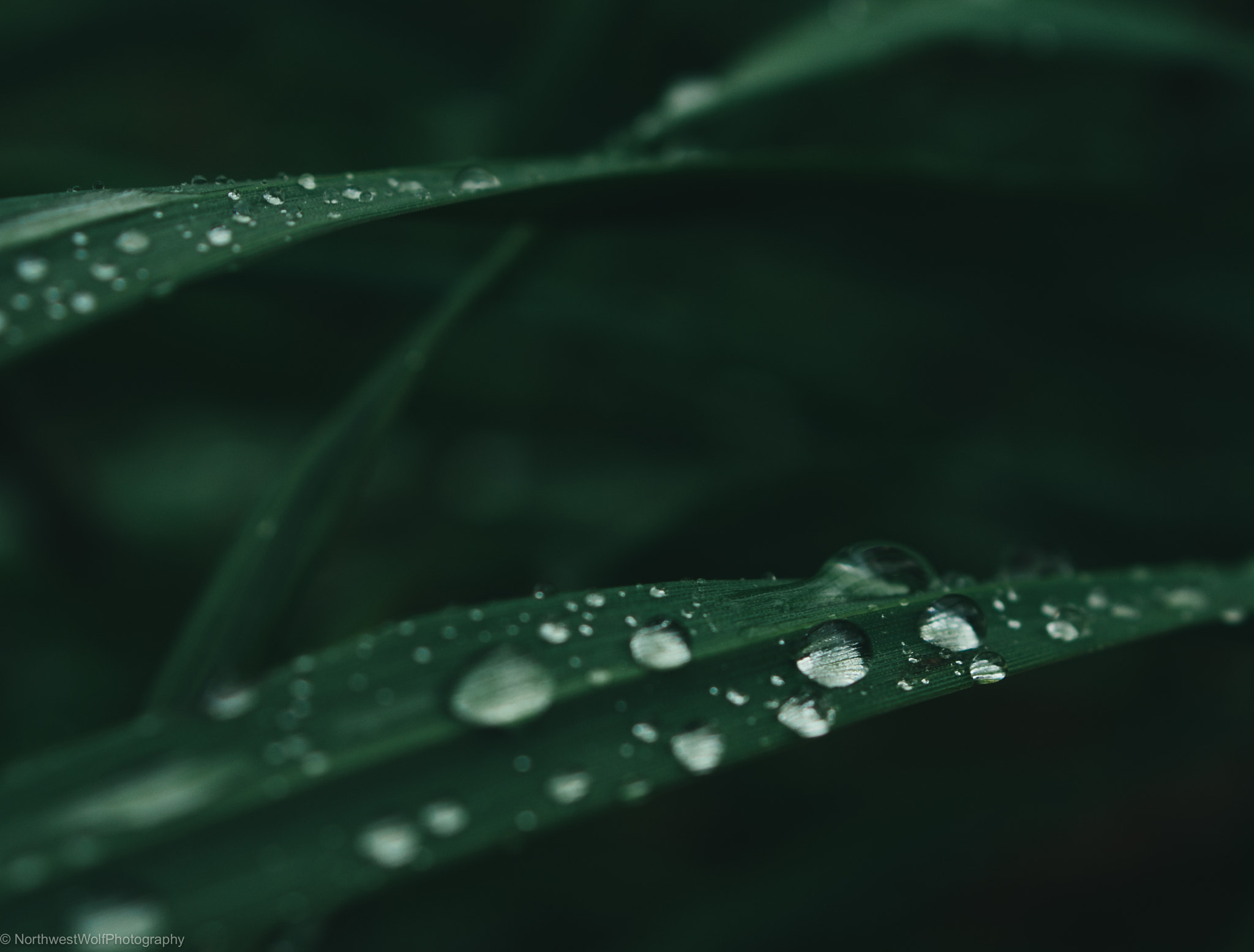Sony Alpha DSLR-A330 sample photo. Close photography