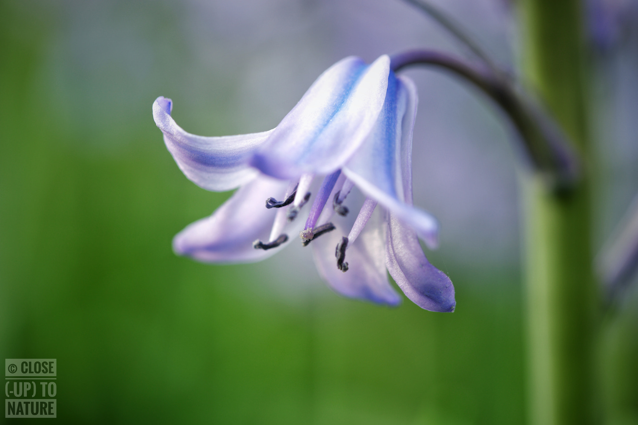Samsung NX500 sample photo. Jacinthe des bois photography