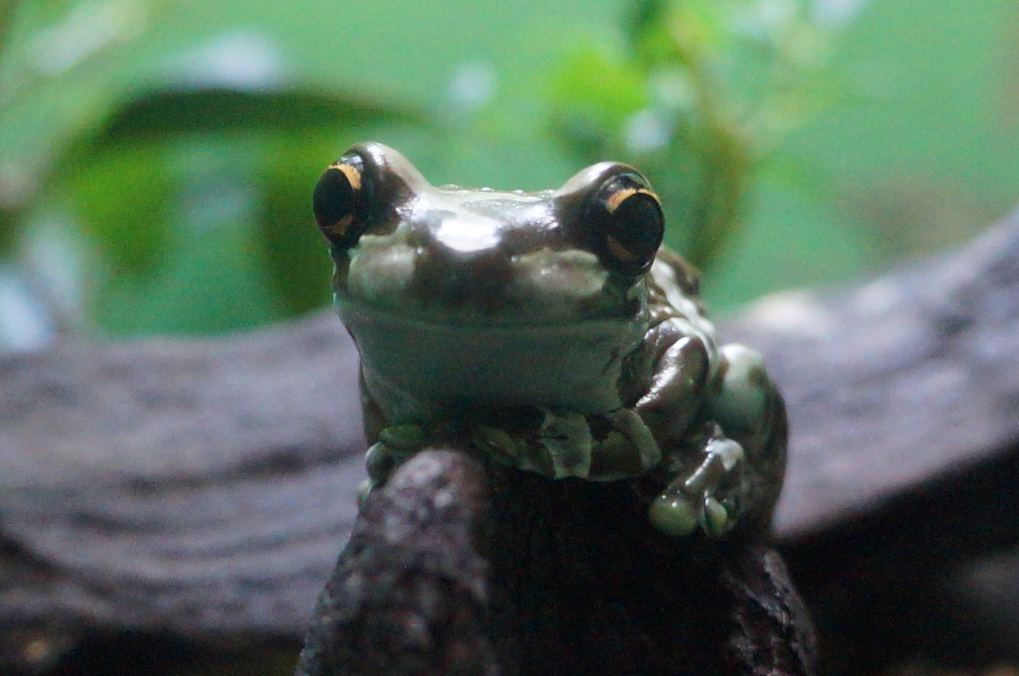 Sony Alpha NEX-3N sample photo. Frog photography