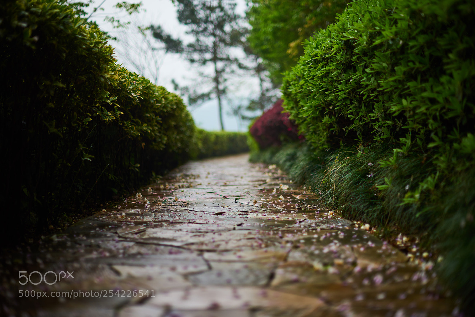 Nikon D810 sample photo. Trod after rain photography
