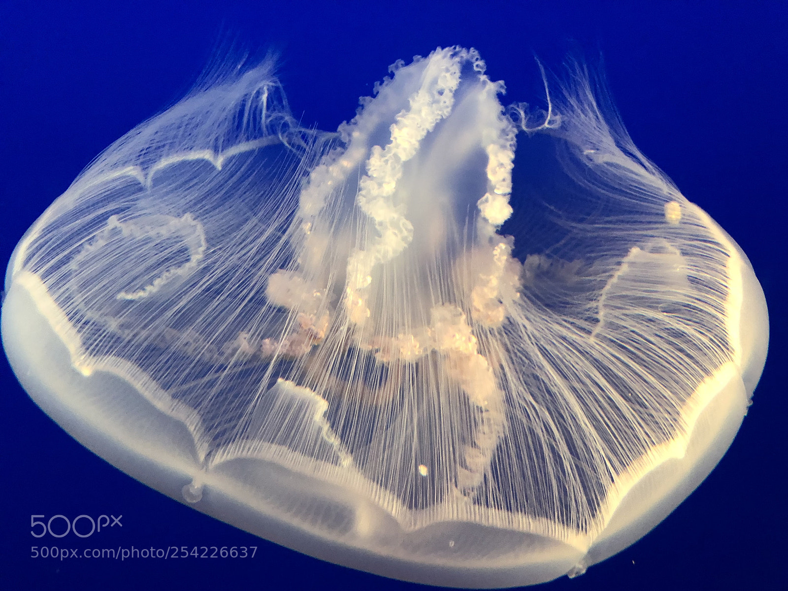 Apple iPhone X sample photo. Jellyfish
 photography