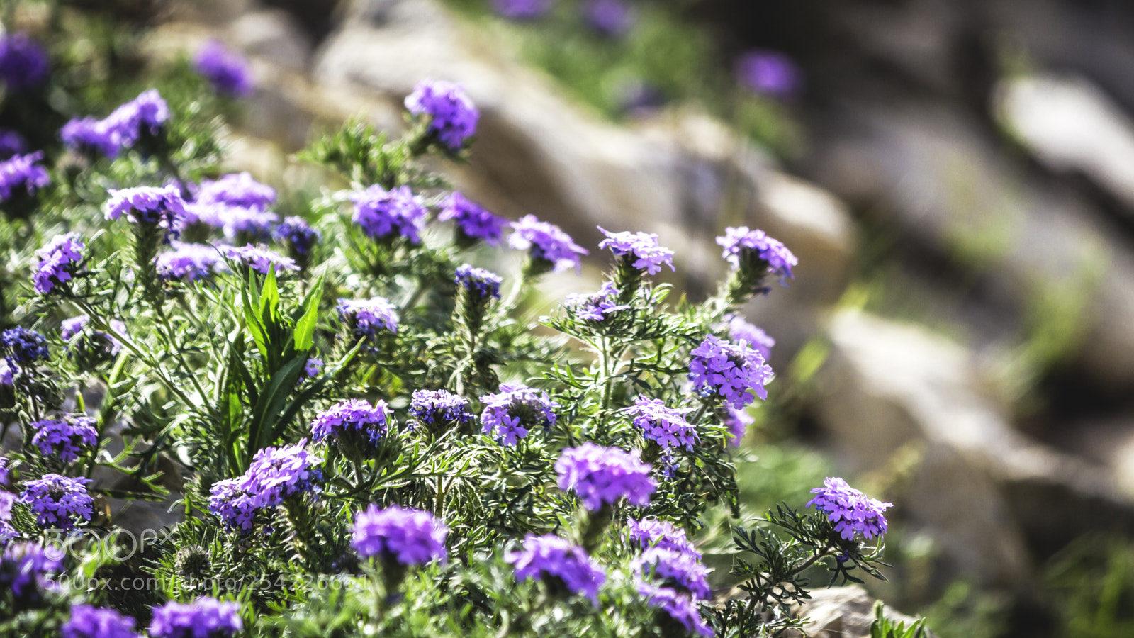 Canon EOS 650D (EOS Rebel T4i / EOS Kiss X6i) sample photo. Flowers in the wind photography