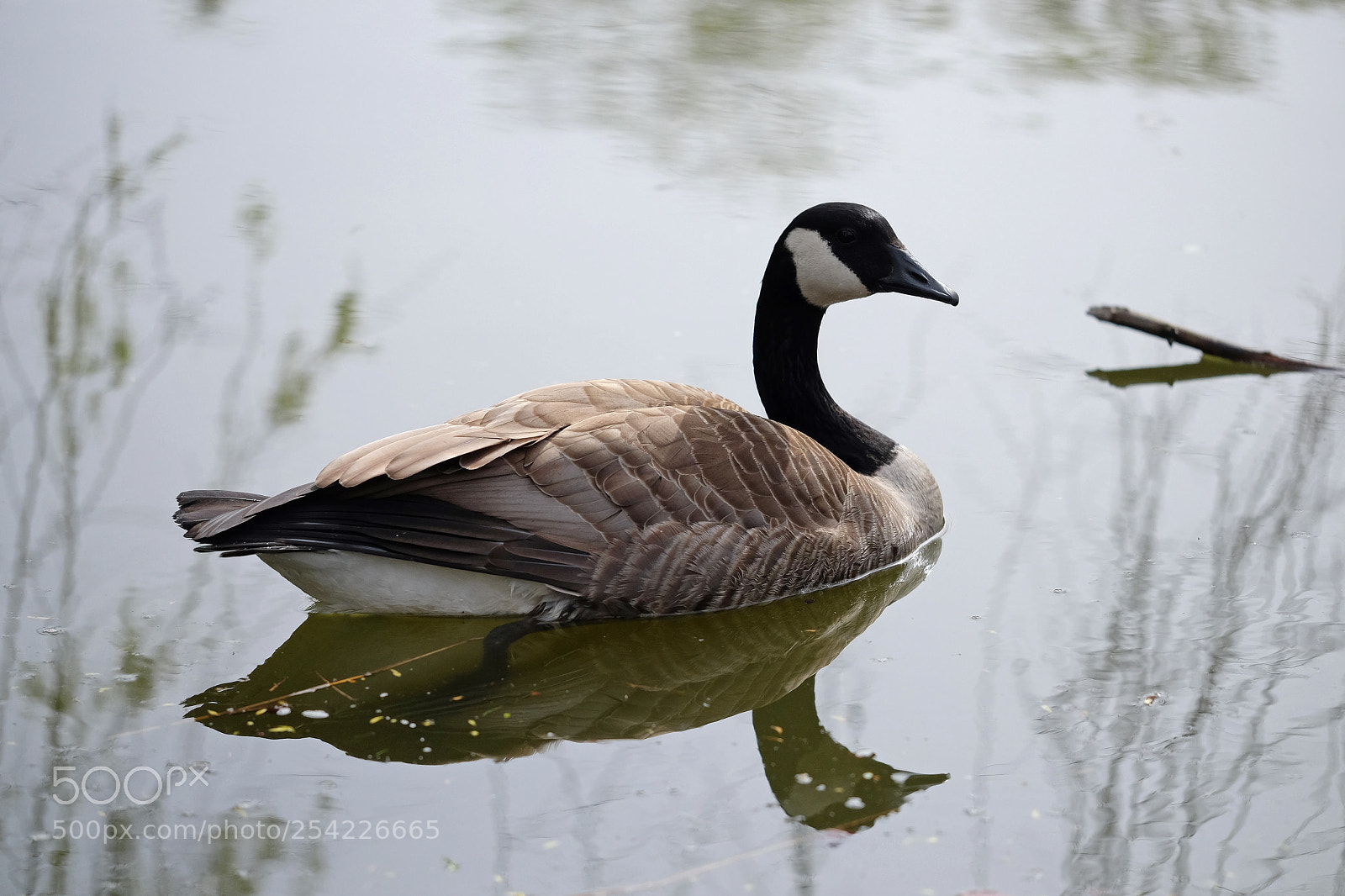 Fujifilm X-T1 sample photo. He is not alone photography