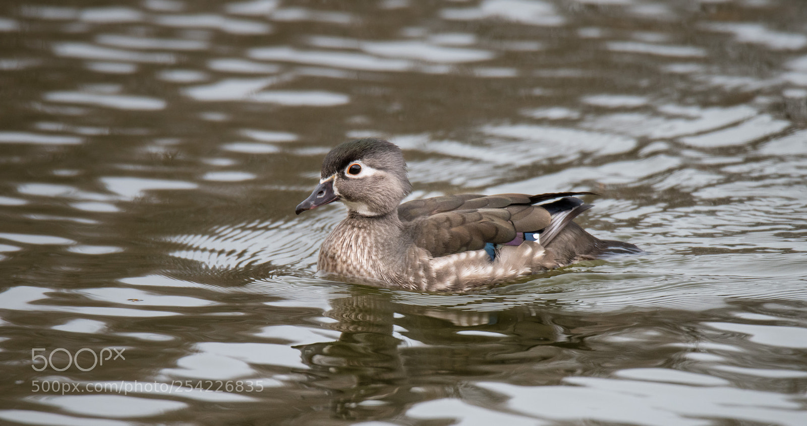 Nikon D850 sample photo. Wood duck photography