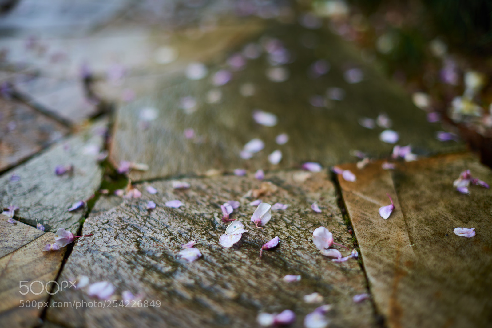 Nikon D810 sample photo. Petal photography