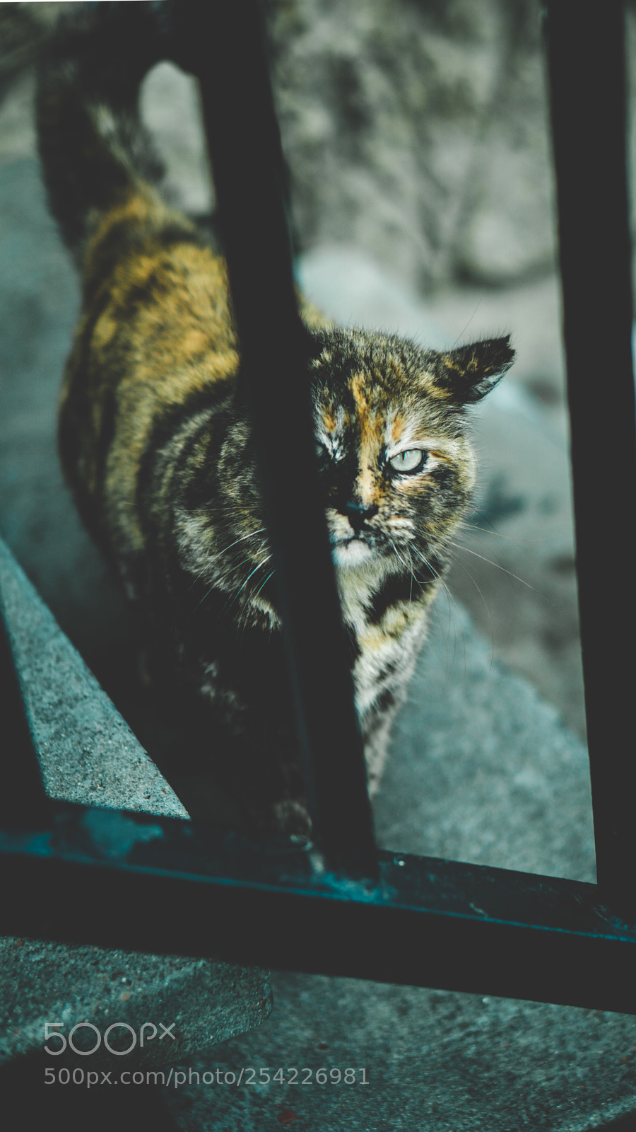 Sony a6000 sample photo. Rusty photography