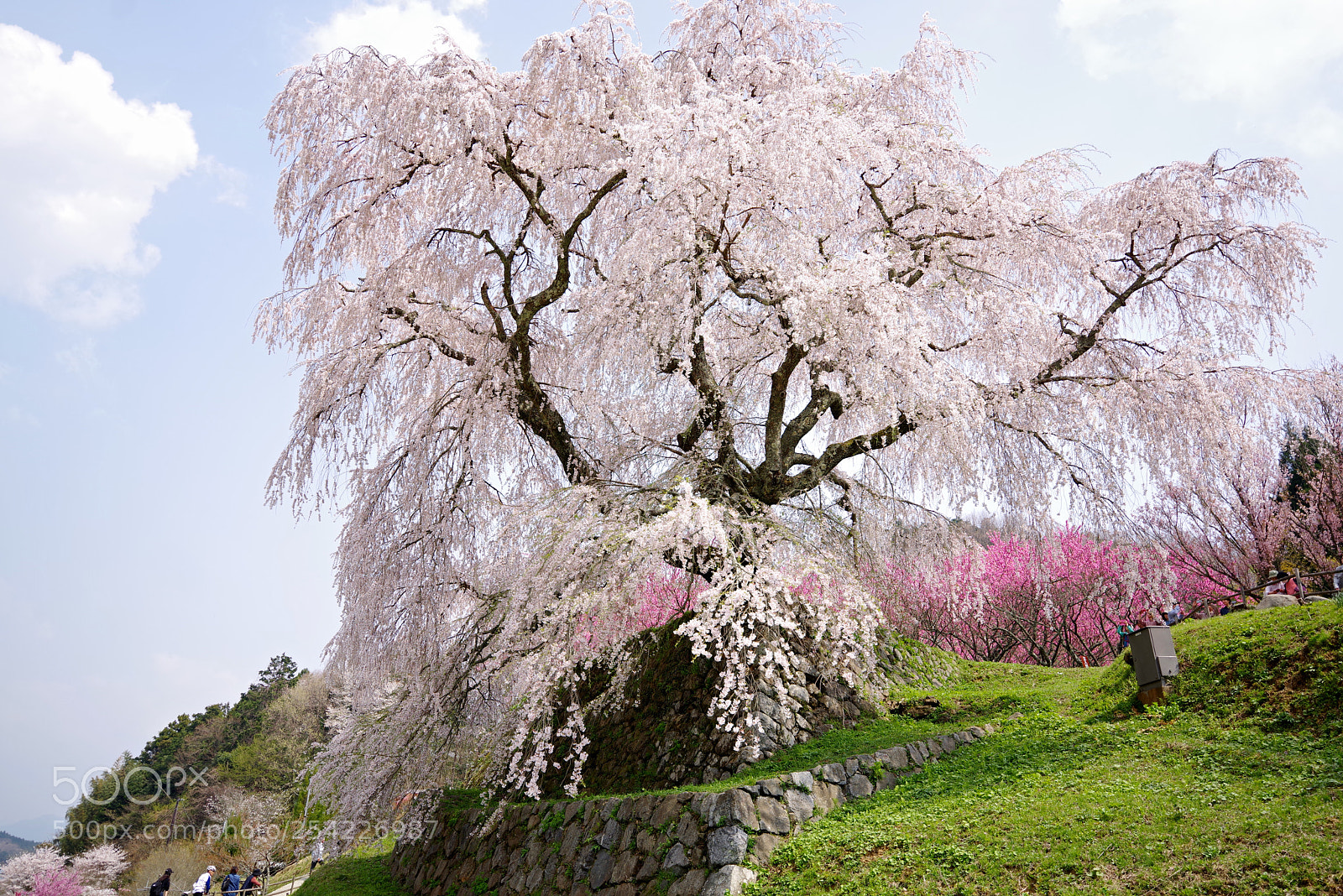 Pentax K-1 sample photo. Big cherry tree photography