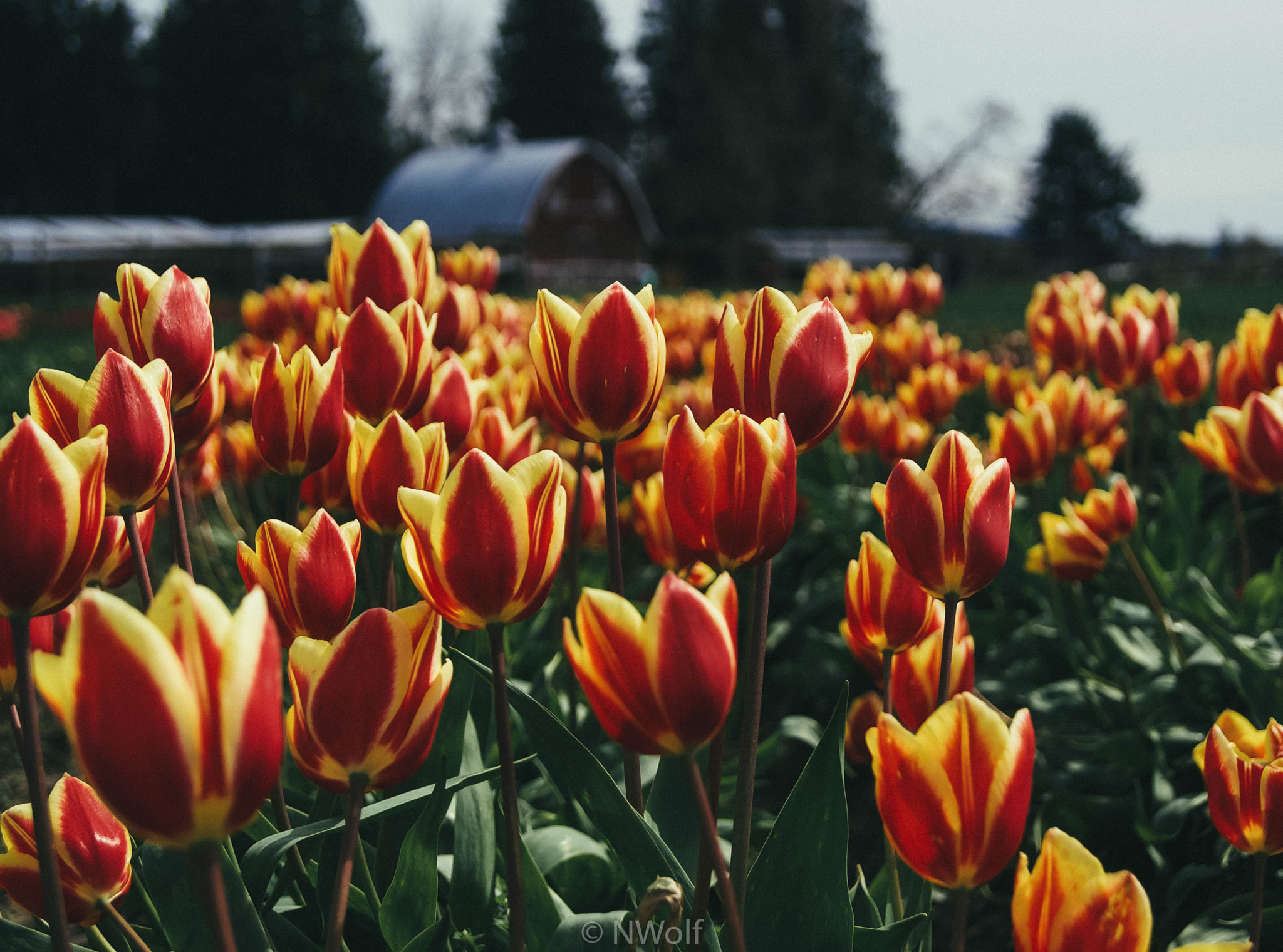 Sony Alpha DSLR-A330 sample photo. Field of fire photography