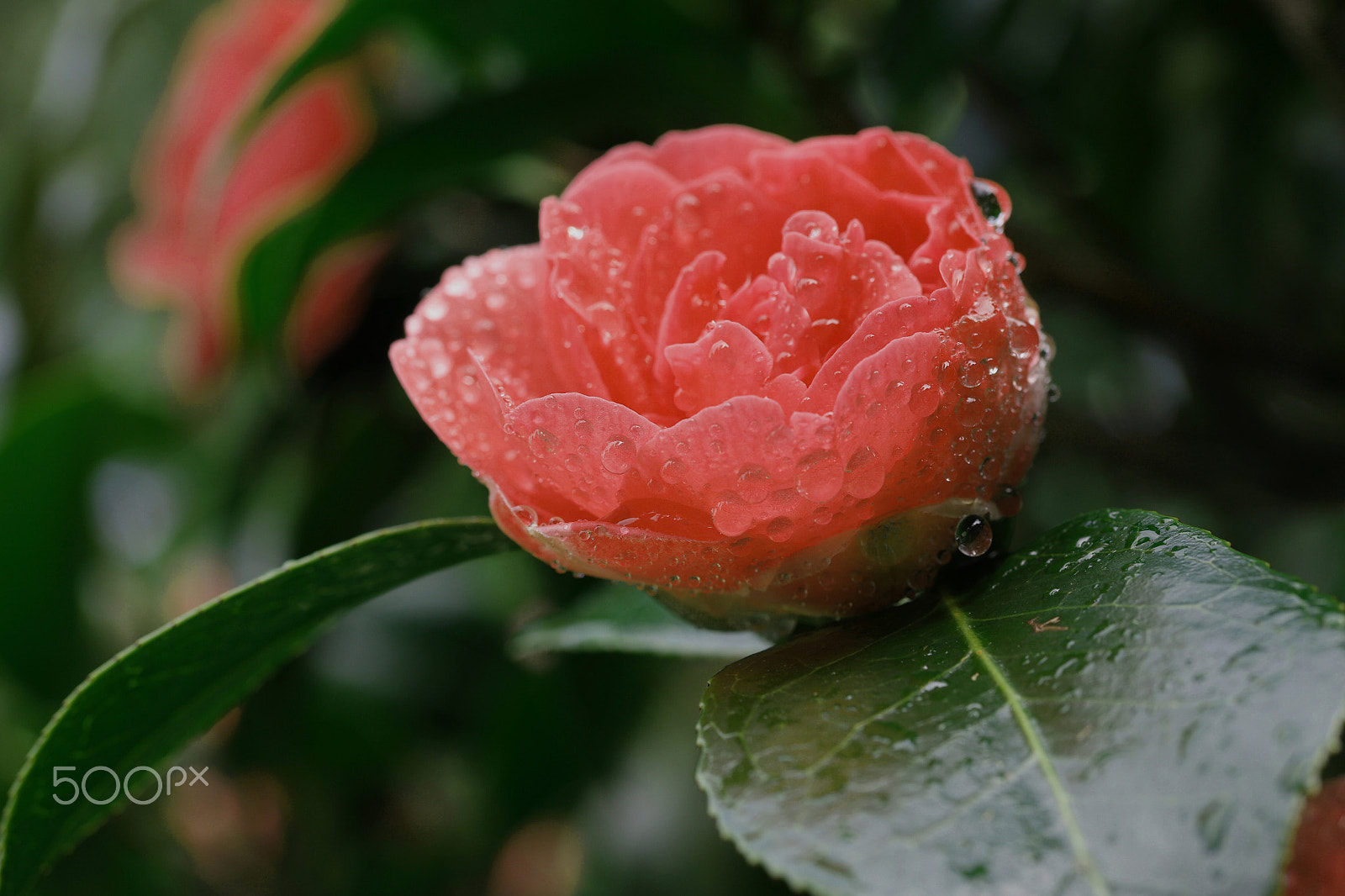 Samsung NX1 sample photo. Spring flowers photography