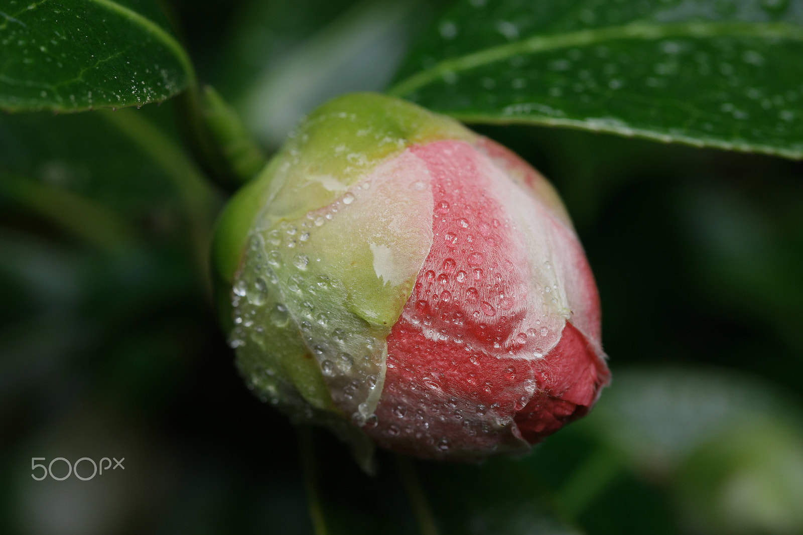 Samsung NX1 sample photo. Spring flowers photography