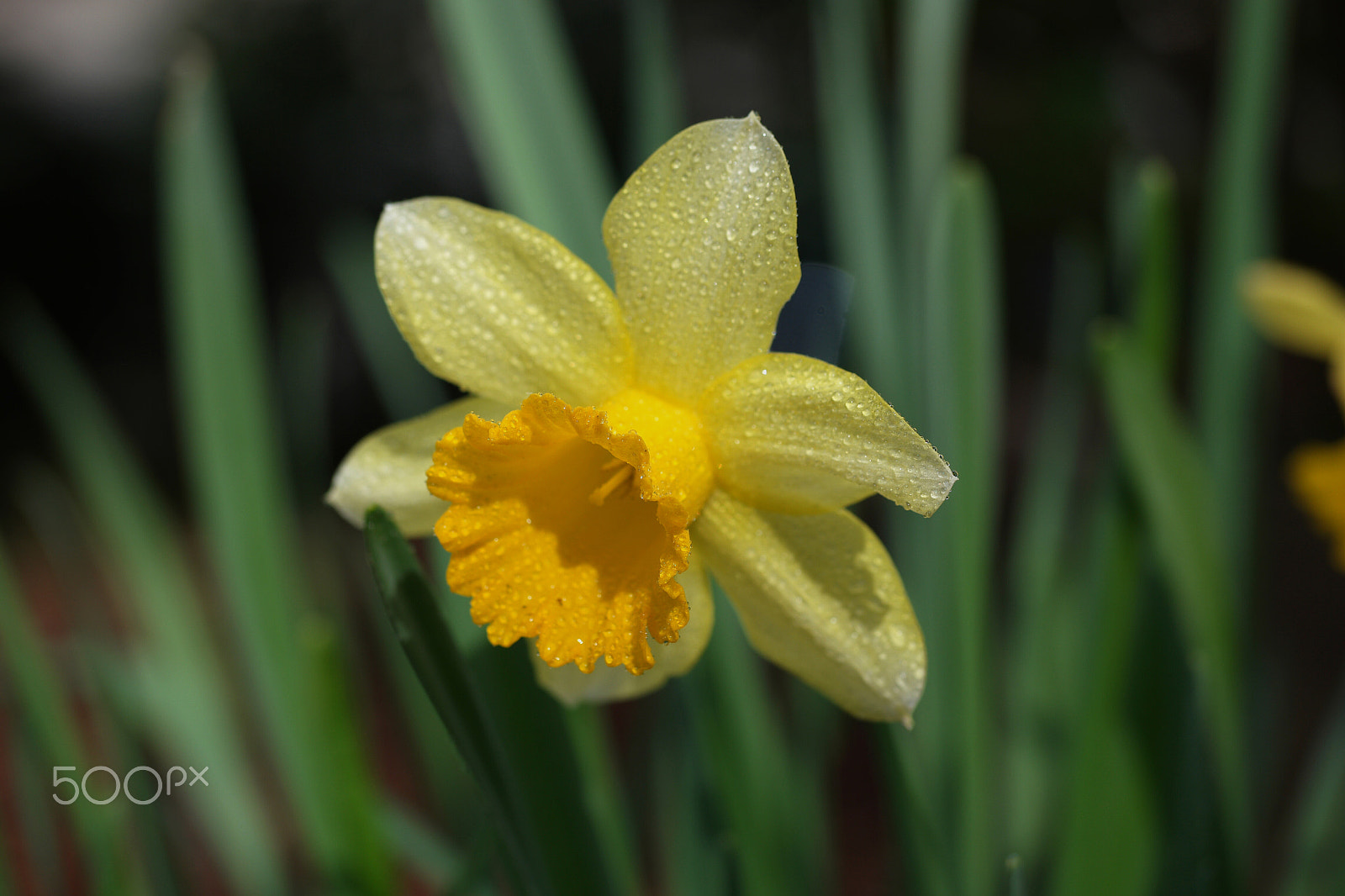Samsung NX1 sample photo. Spring flowers photography