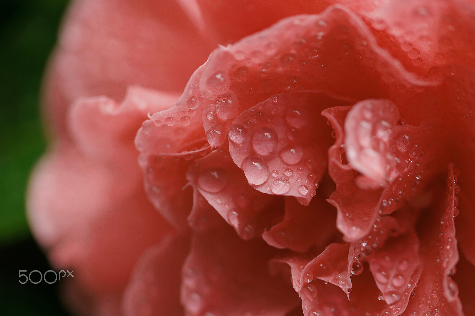Samsung NX1 sample photo. Spring flowers photography
