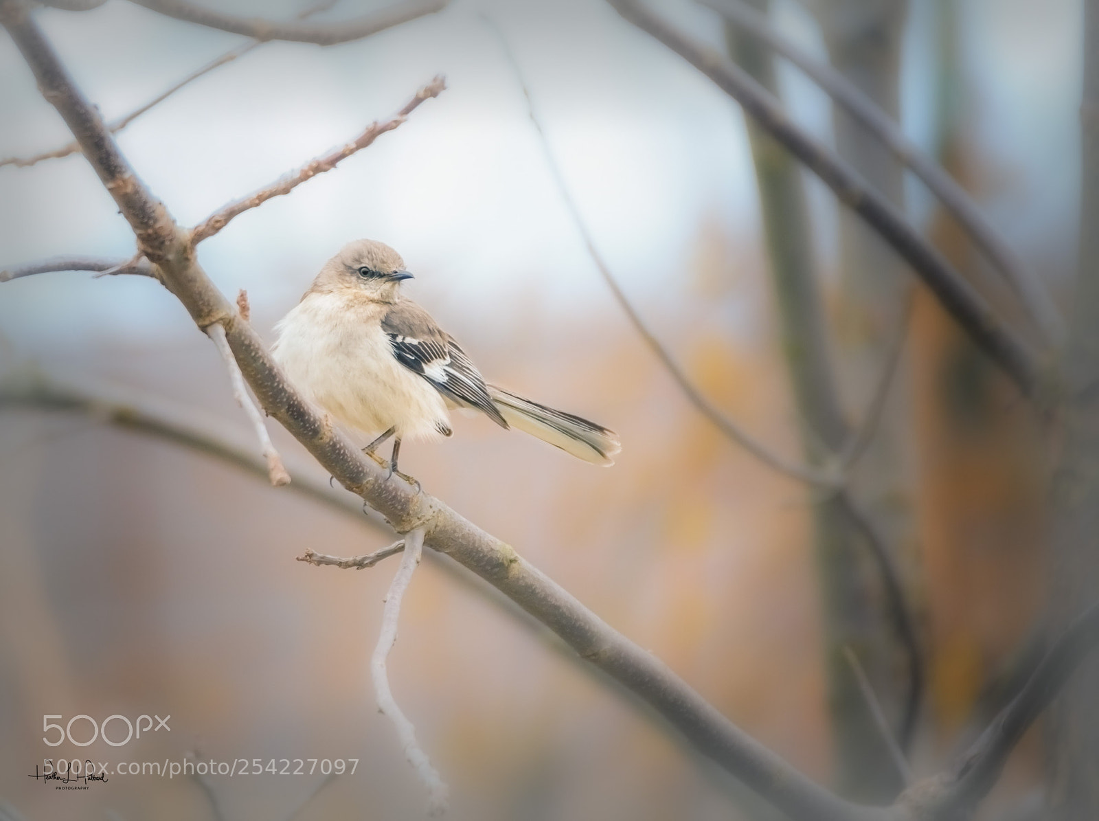 Nikon D810 sample photo. The mockingbird photography