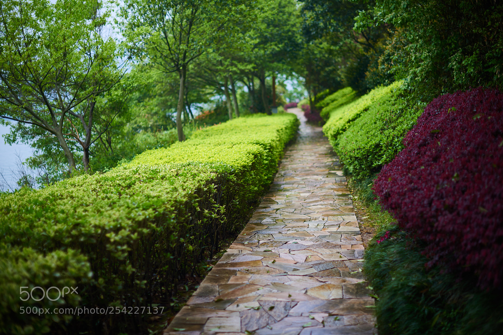 Nikon D810 sample photo. Trod after rain photography