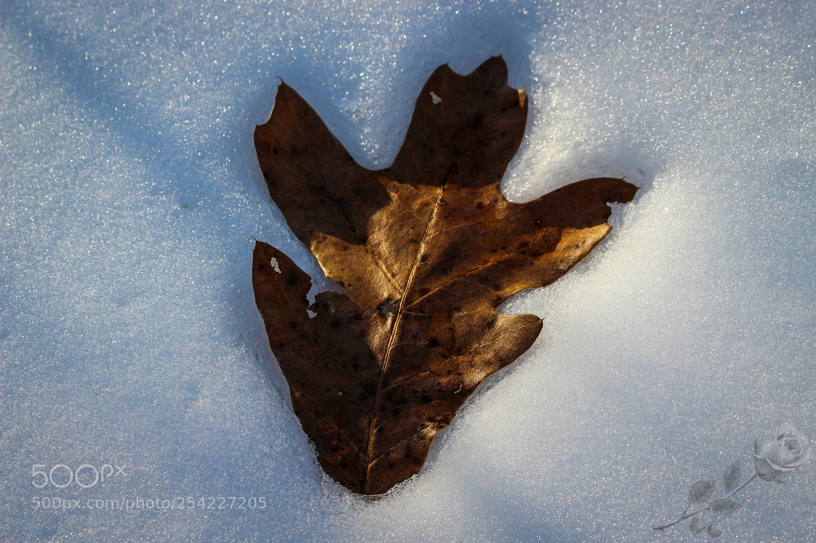 Canon EOS 700D (EOS Rebel T5i / EOS Kiss X7i) sample photo. Finalcutwatermark photography