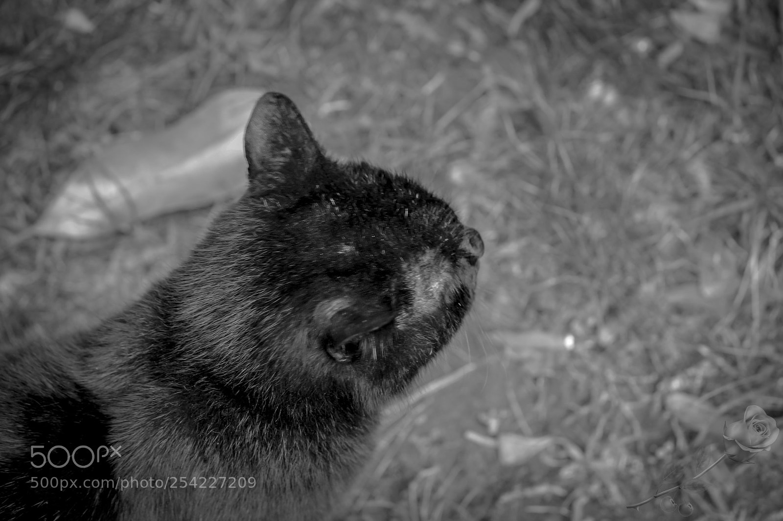 Canon EOS 700D (EOS Rebel T5i / EOS Kiss X7i) sample photo. Finalcutwatermark photography