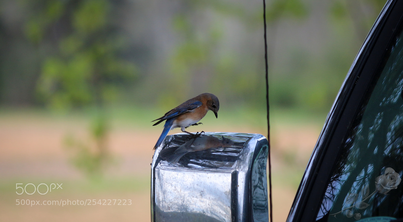 Canon EOS 700D (EOS Rebel T5i / EOS Kiss X7i) sample photo. Finalcutwatermark photography