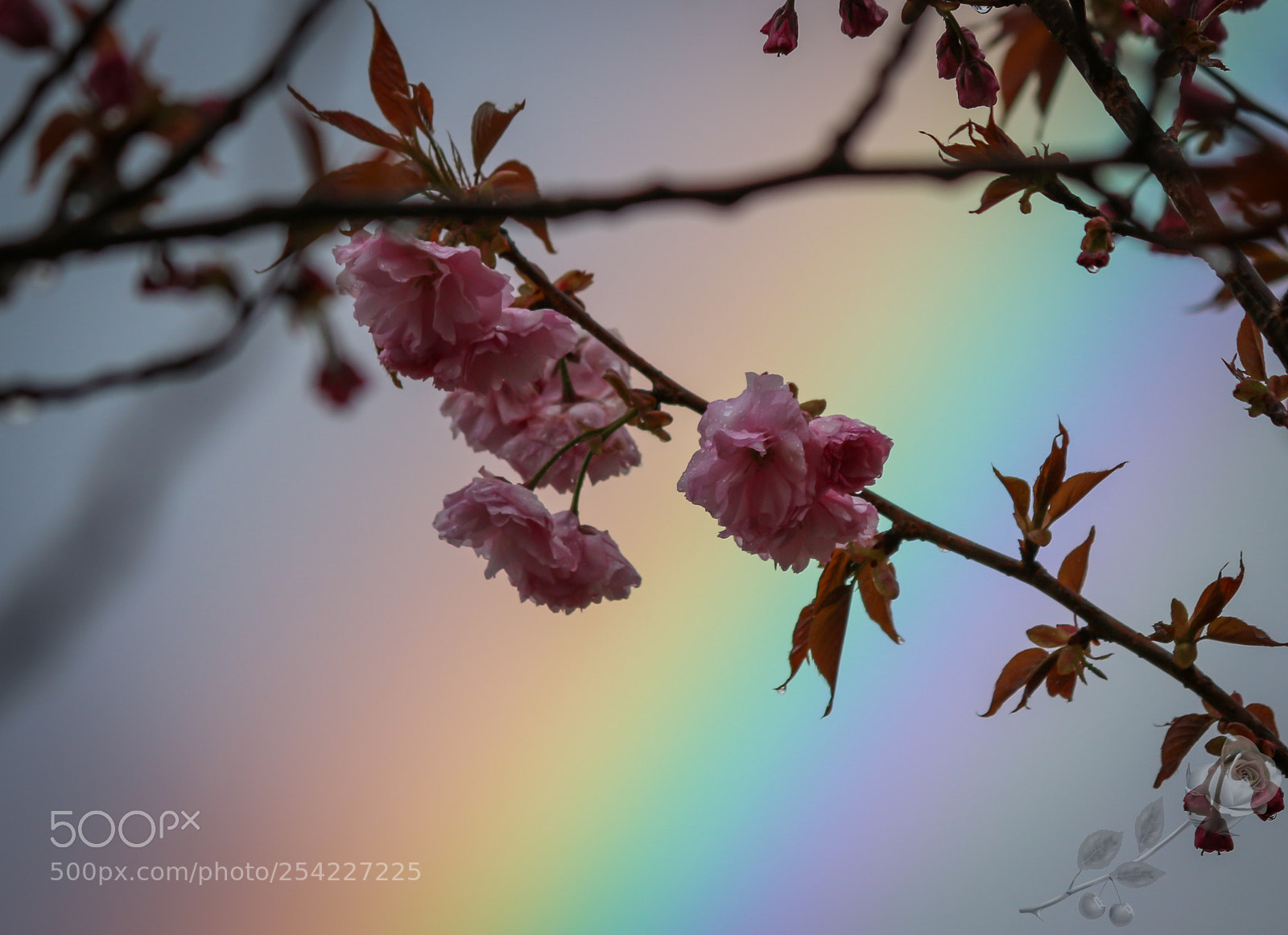 Canon EOS 700D (EOS Rebel T5i / EOS Kiss X7i) sample photo. Finalcutwatermark photography