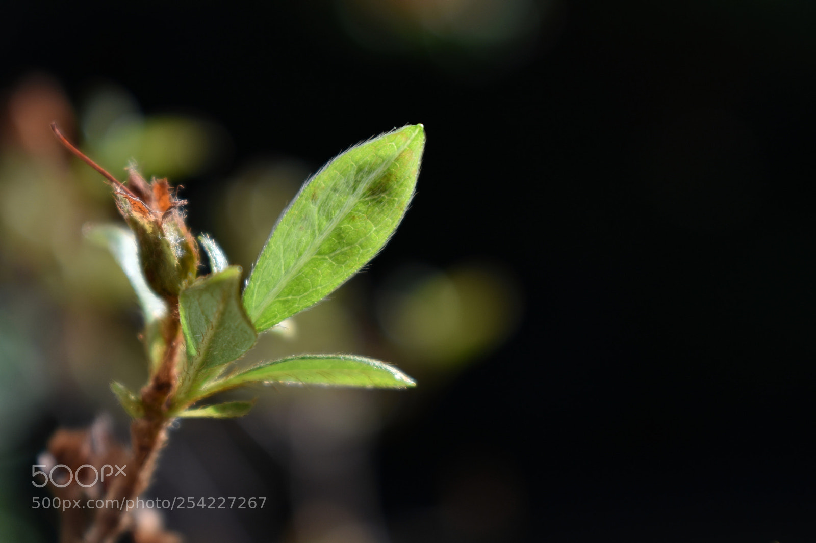 Nikon D3400 sample photo. Brote photography