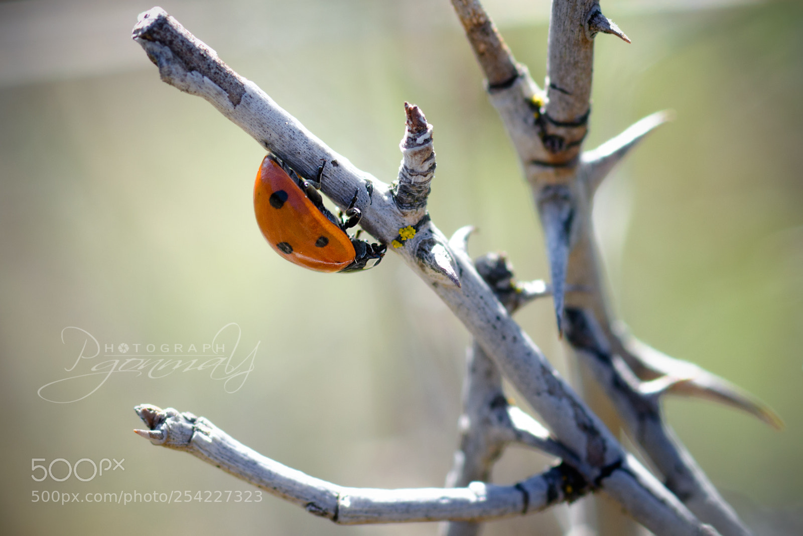 Nikon D7000 sample photo. Coccinella septempunctata photography